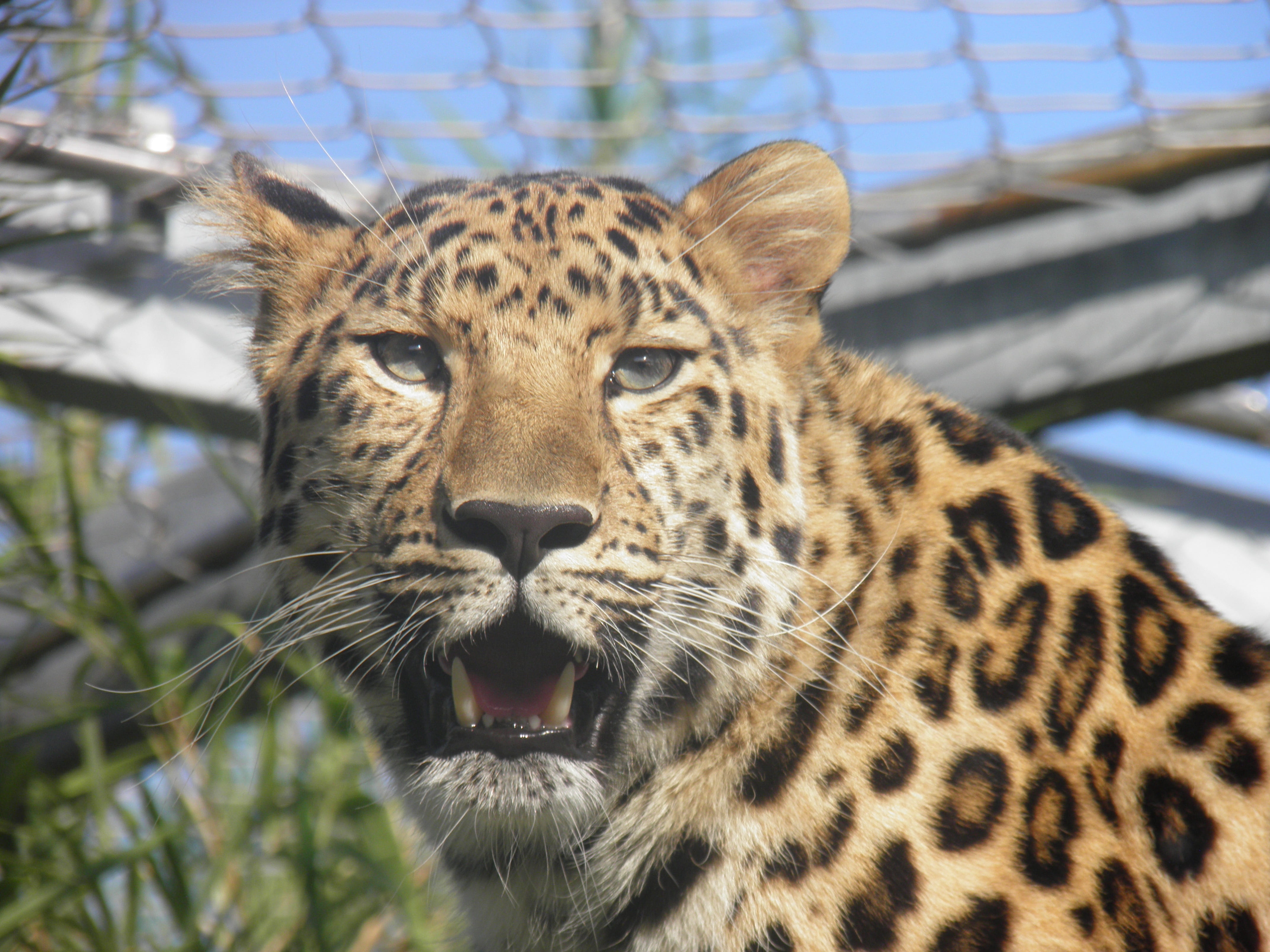 predator, fauna, wild animals, mouth open, looking at camera, no people, whisker, panther, day, close-up, portrait, wild animal, wild, animal themes, animals in captivity, HD Wallpaper