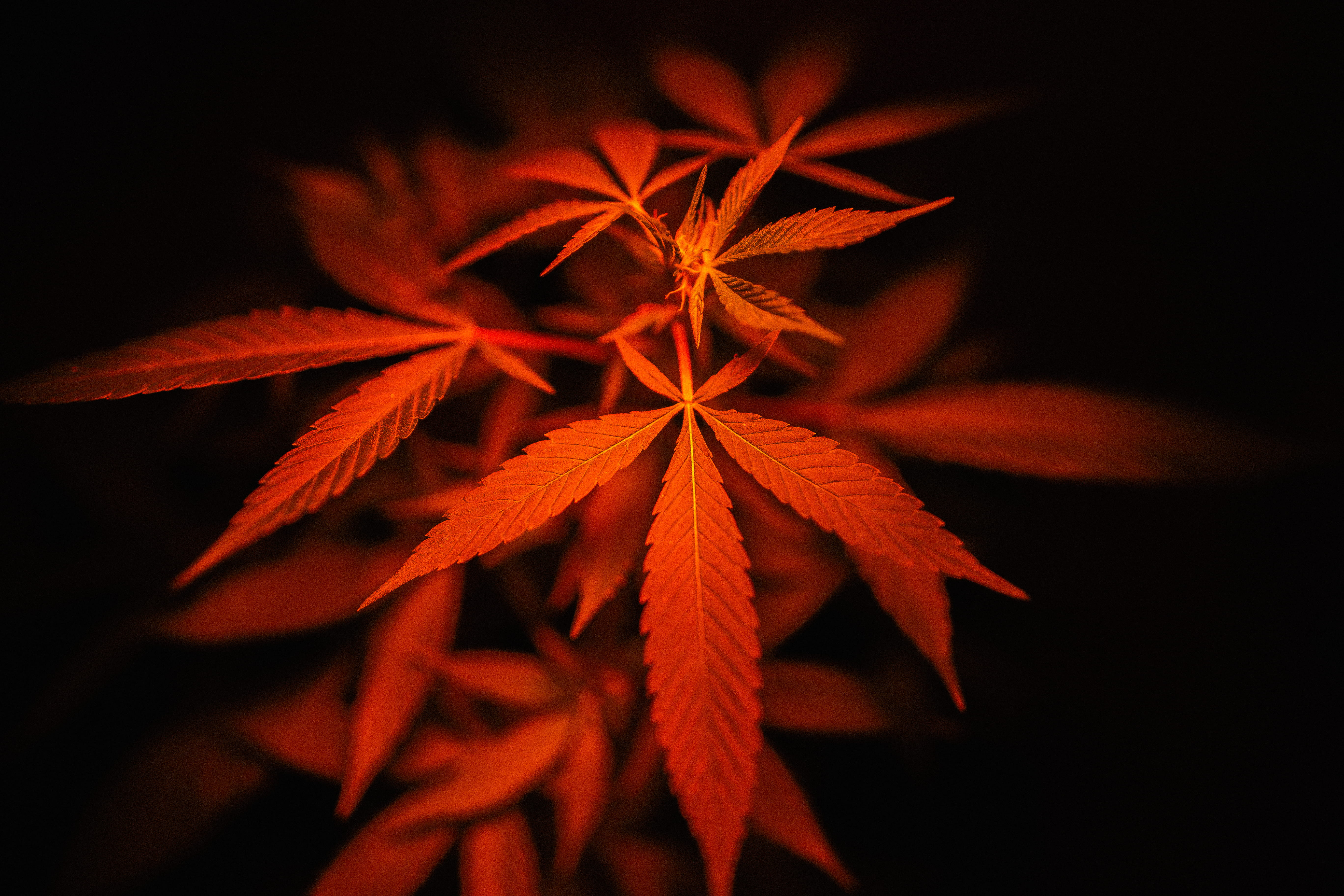 autumn, plant, no people, veins, vegetation, cannabis plant, tree, sunlight, outdoors, 5K, purple, weed, night, selective focus, natural condition, anise, HD Wallpaper