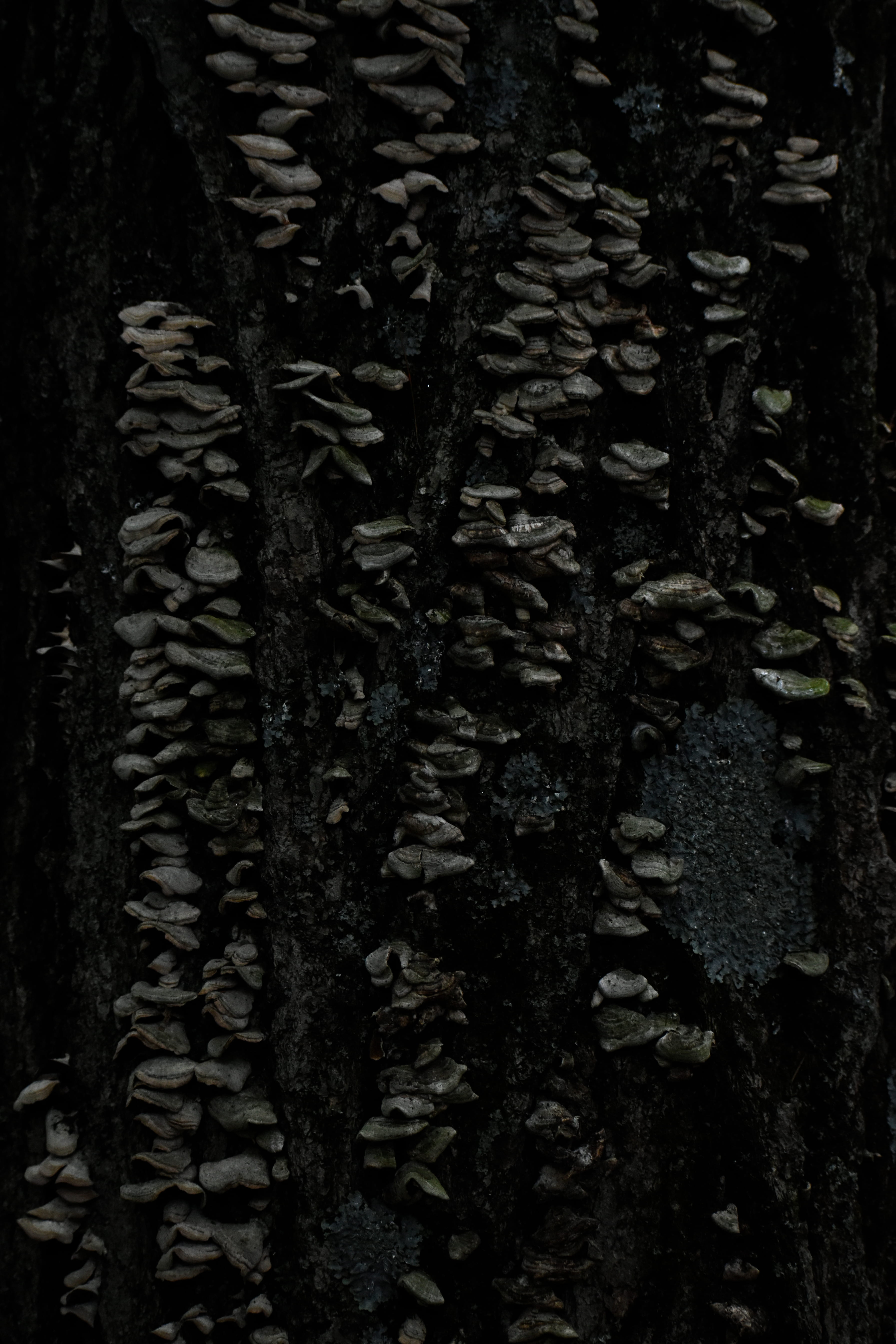 tarmac, abstract, abies, pattern, 5K, close-up, fungi, beauty in nature, growth, leaf, outdoors, no people, piste, nature, day, woodland, ground, plant part, Phone HD Wallpaper