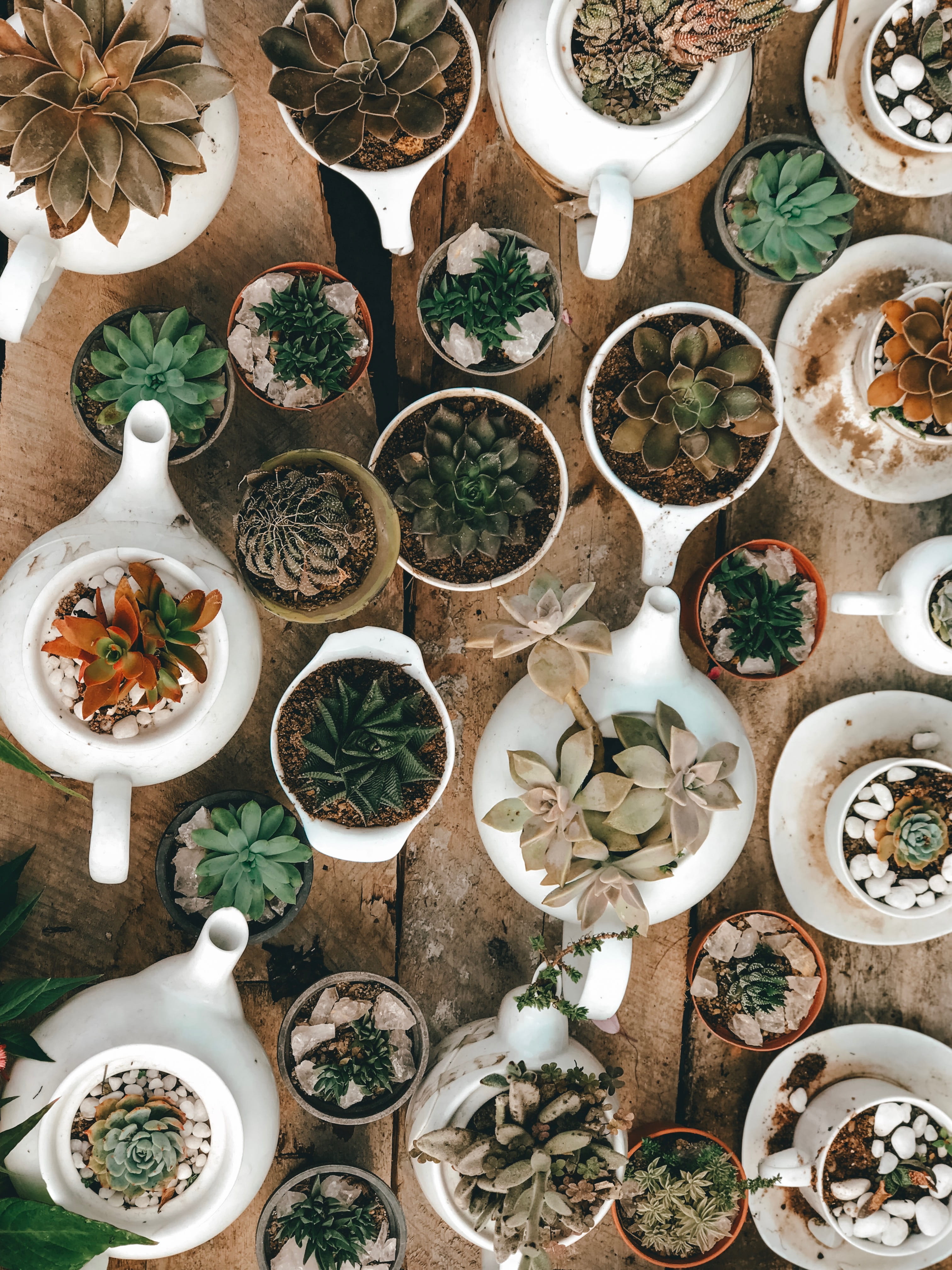 abundance, plants, growth, table, green color, pottery, architecture, tabletop, rainforest, pot, plant part, plant, large group of objects, freshness, backgrounds, Phone HD Wallpaper