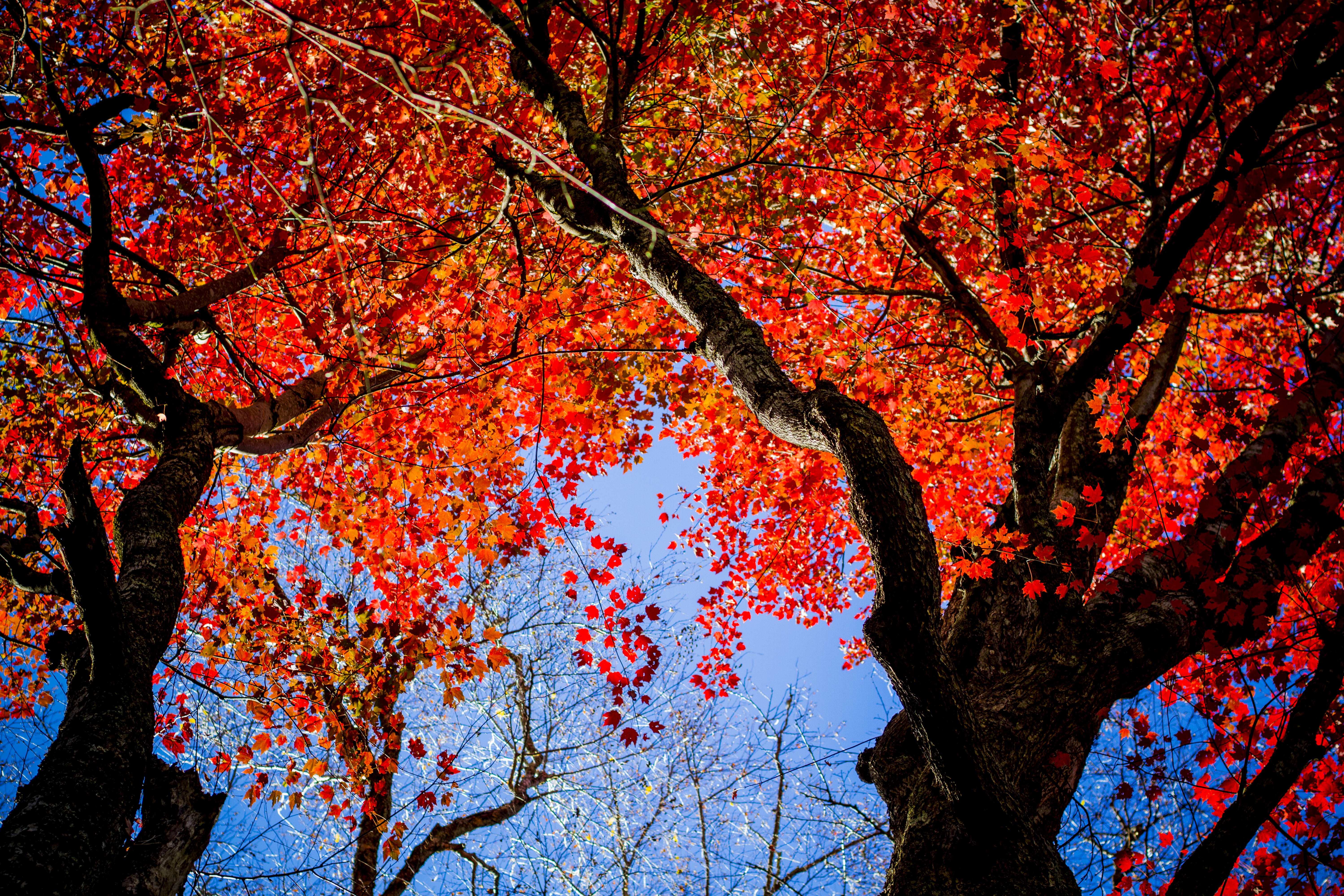 5K, day, tree, natural condition, cricket insect, maple leaf, cherry blossom, branch, overcoat, apparel, scenics - nature, coat, maple, root, sky, springtime, HD Wallpaper