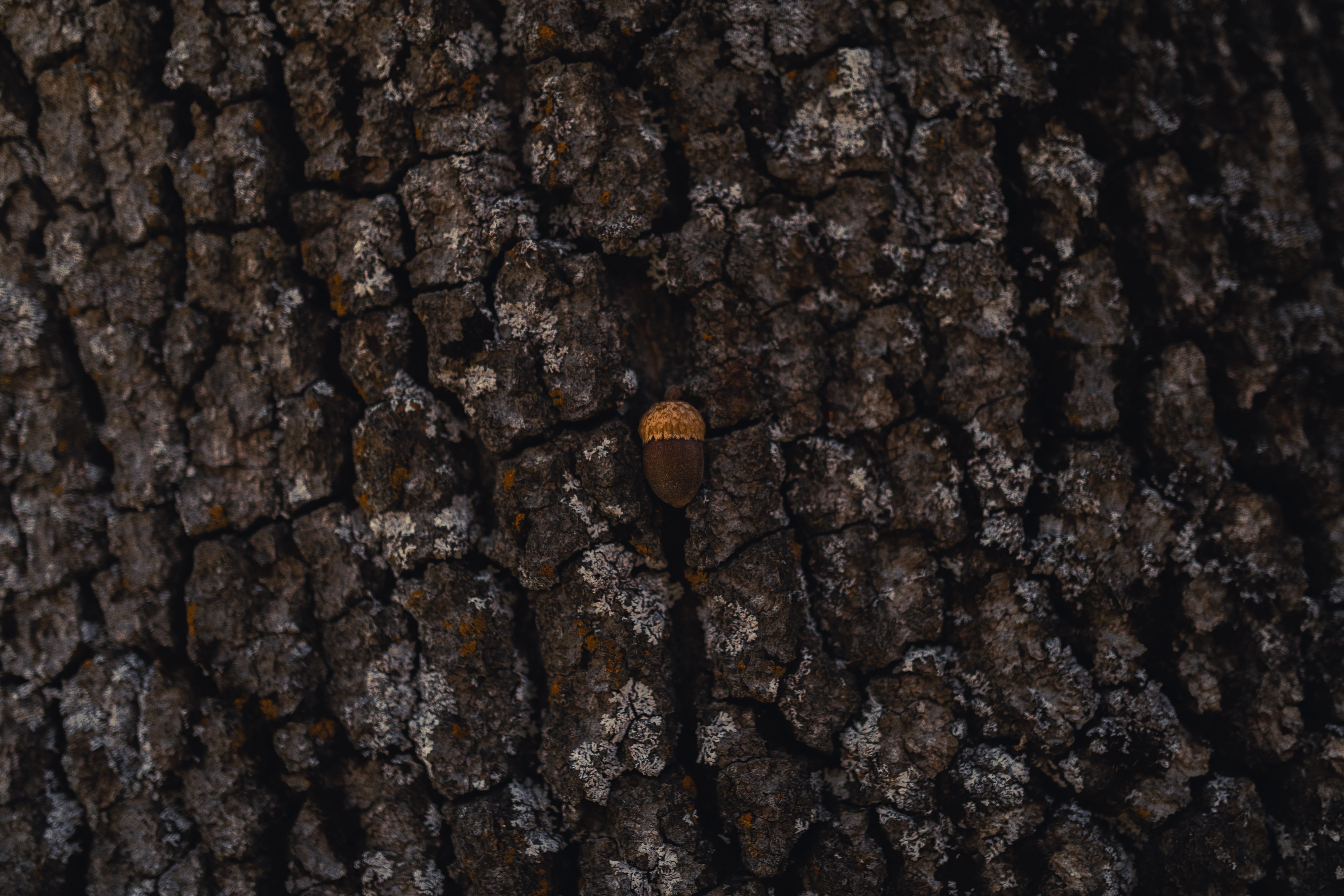 close-up, textured, textured effect, pattern, brown, outdoors, nature, blossom, flower, wood, 5K, ground, rock, texture, plant, root, trunk, black, old, HD Wallpaper