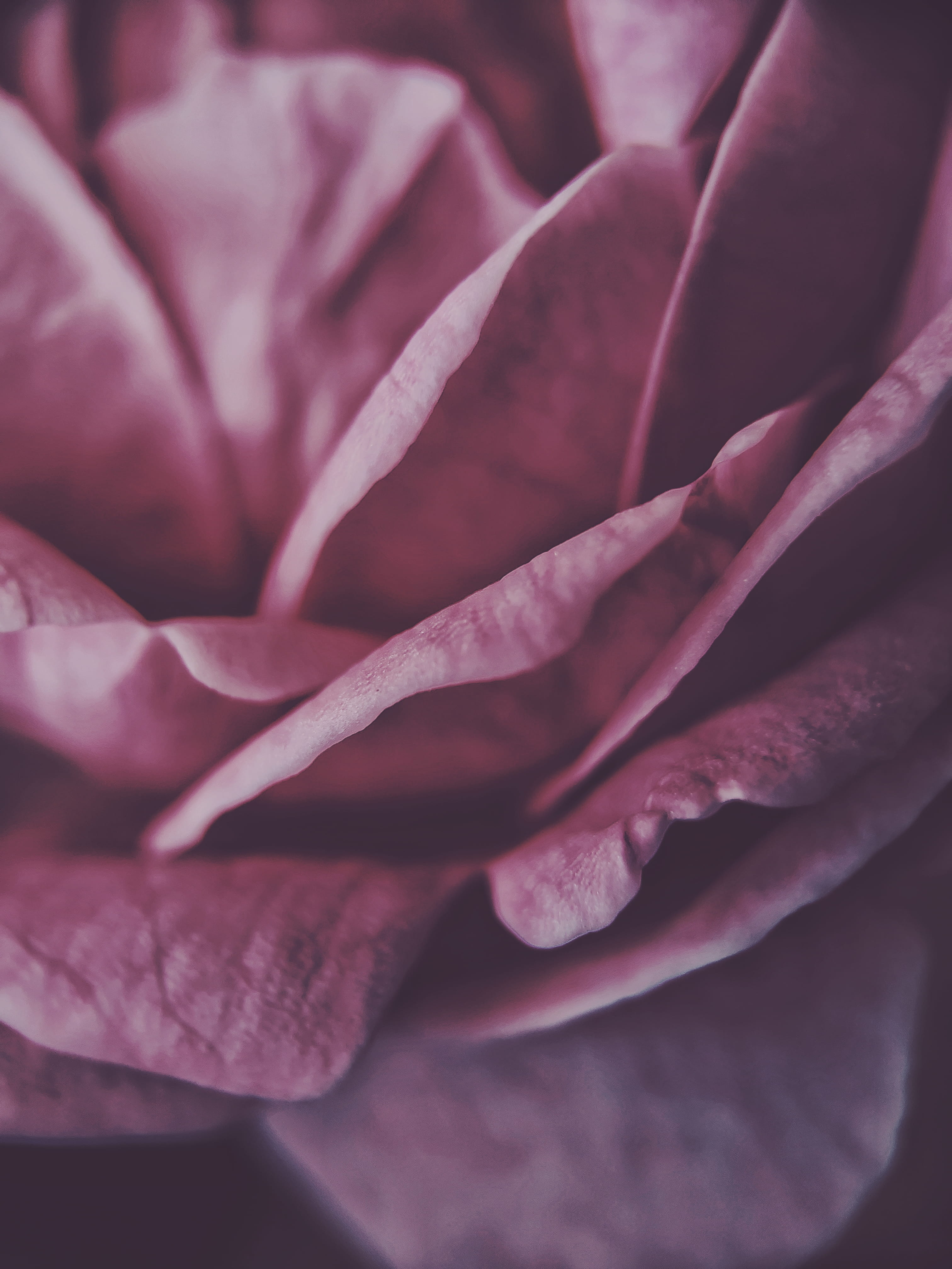vulnerability, carnation, close-up, rose, nature, fragility, geranium, selective focus, flower, gemstone, diamond, softness, veins, beauty in nature, backgrounds, Phone HD Wallpaper
