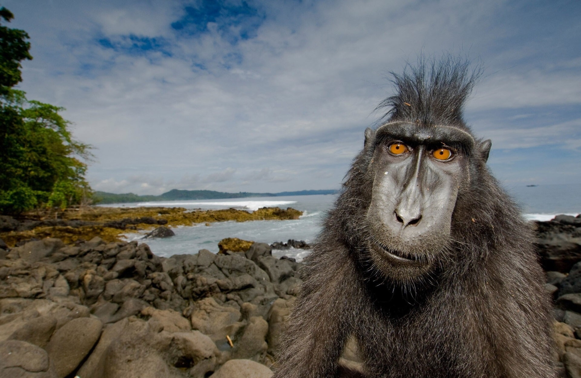 day, no people, 1080P, animals in the wild, primate, baboon, mammal, sky, animal, portrait, cloud - sky, animal wildlife, monkey, looking at camera, outdoors, HD Wallpaper