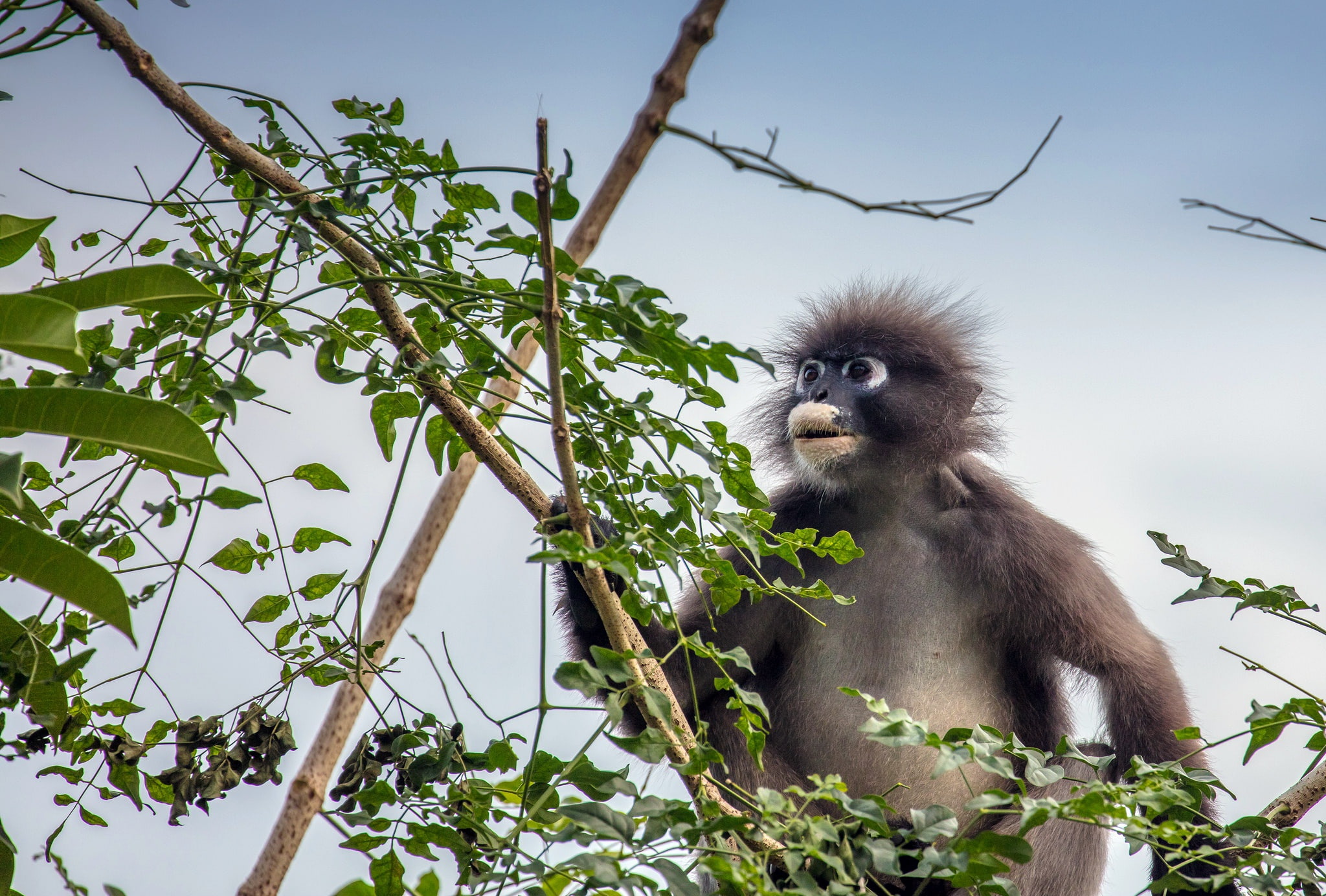 plant part, outdoors, animal wildlife, vertebrate, tree, bamboo - plant, animals in the wild, plant, low angle view, animal themes, green color, animals, HD Wallpaper