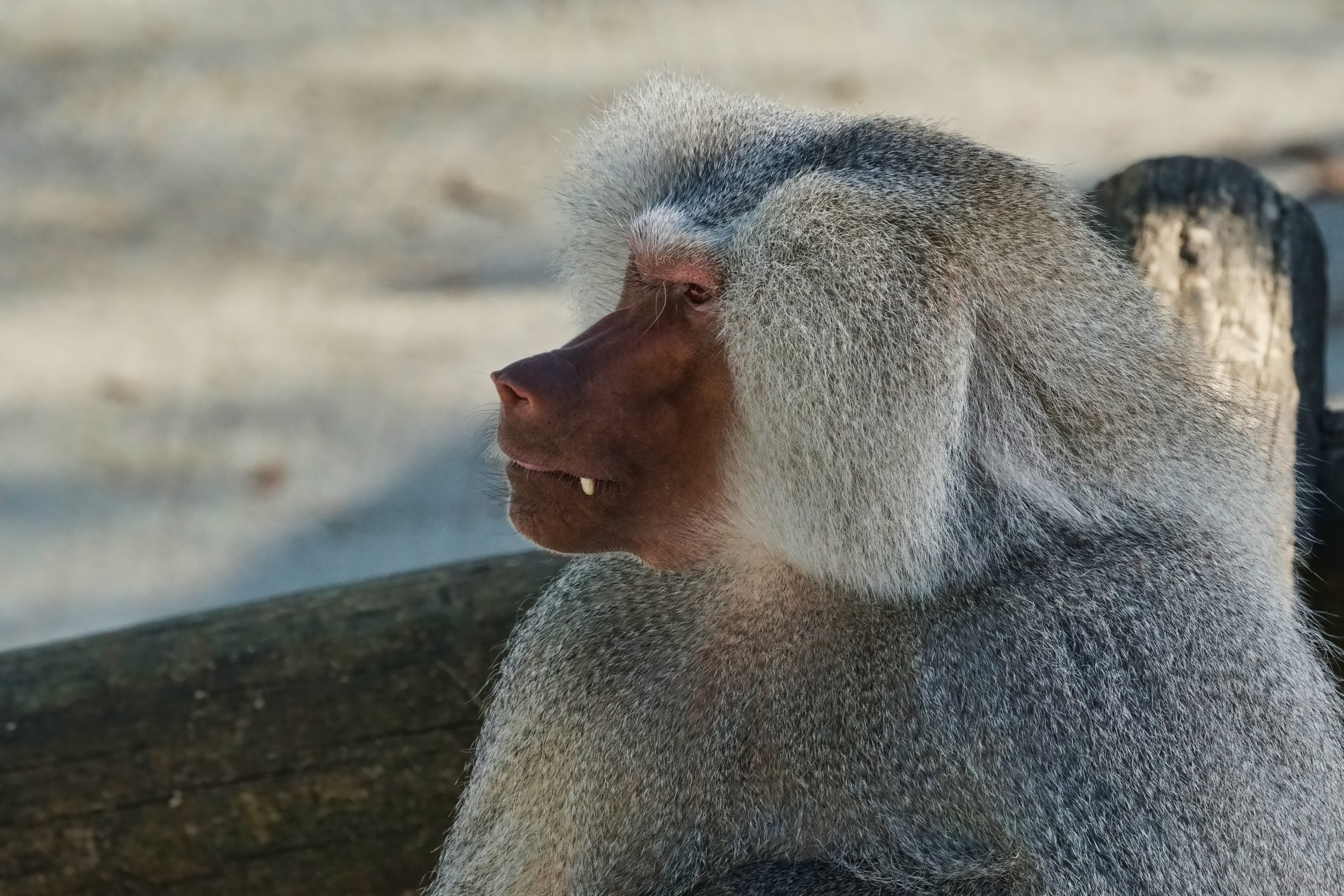 animal hair, baboon, close-up, one animal, 5K, vertebrate, animal world, animal, mouth open, focus on foreground, animal wildlife, animals in the wild, HD Wallpaper