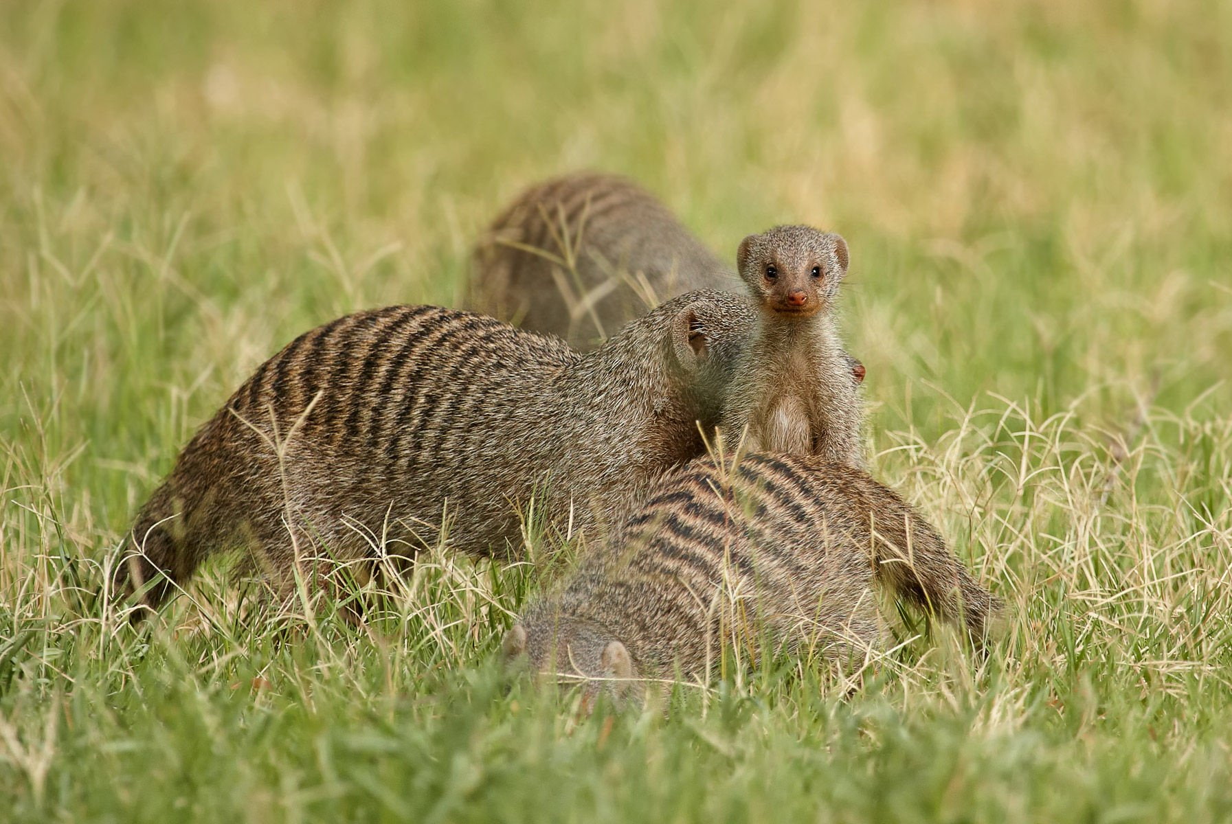 grass, field, togetherness, two animals, outdoors, group of animals, no people, 720P, animal family, Herpestidae, selective focus, mammal, baboon, animals in the wild, HD Wallpaper