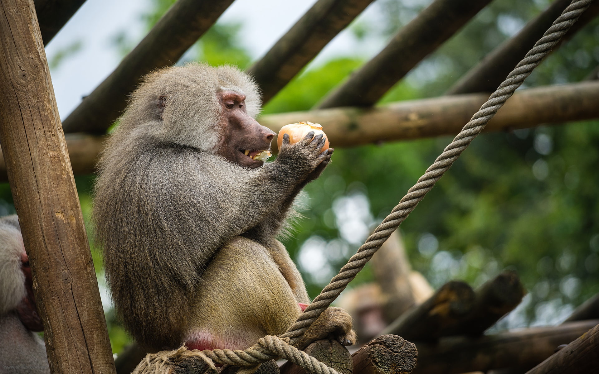 1080P, rope, baboon, animals, monkey, hd, HD Wallpaper