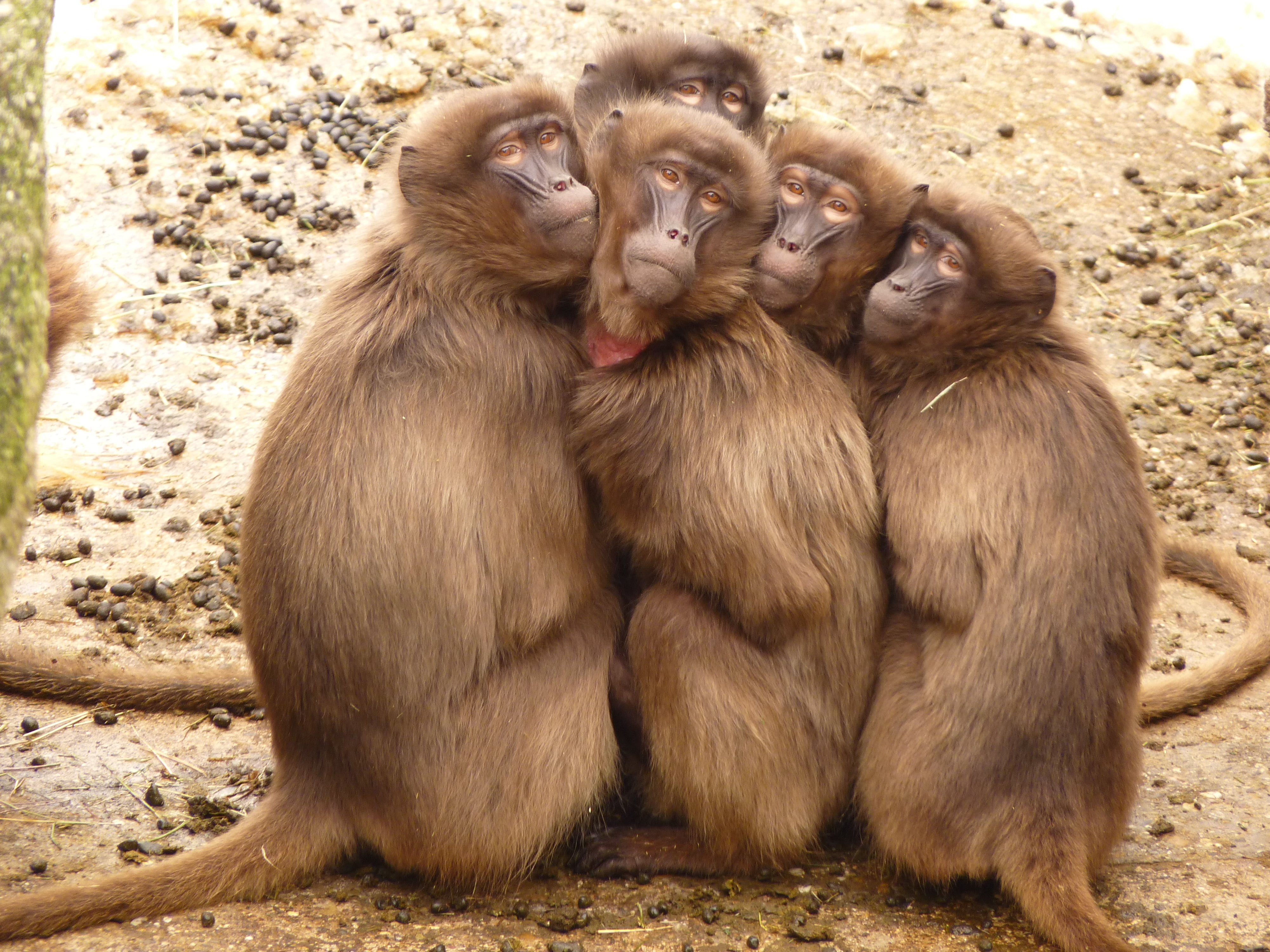 monkey, animals in the wild, day, animal wildlife, group of animals, vertebrate, 4K, care, togetherness, ze, animal family, brown, sitting, primates, baboon, HD Wallpaper