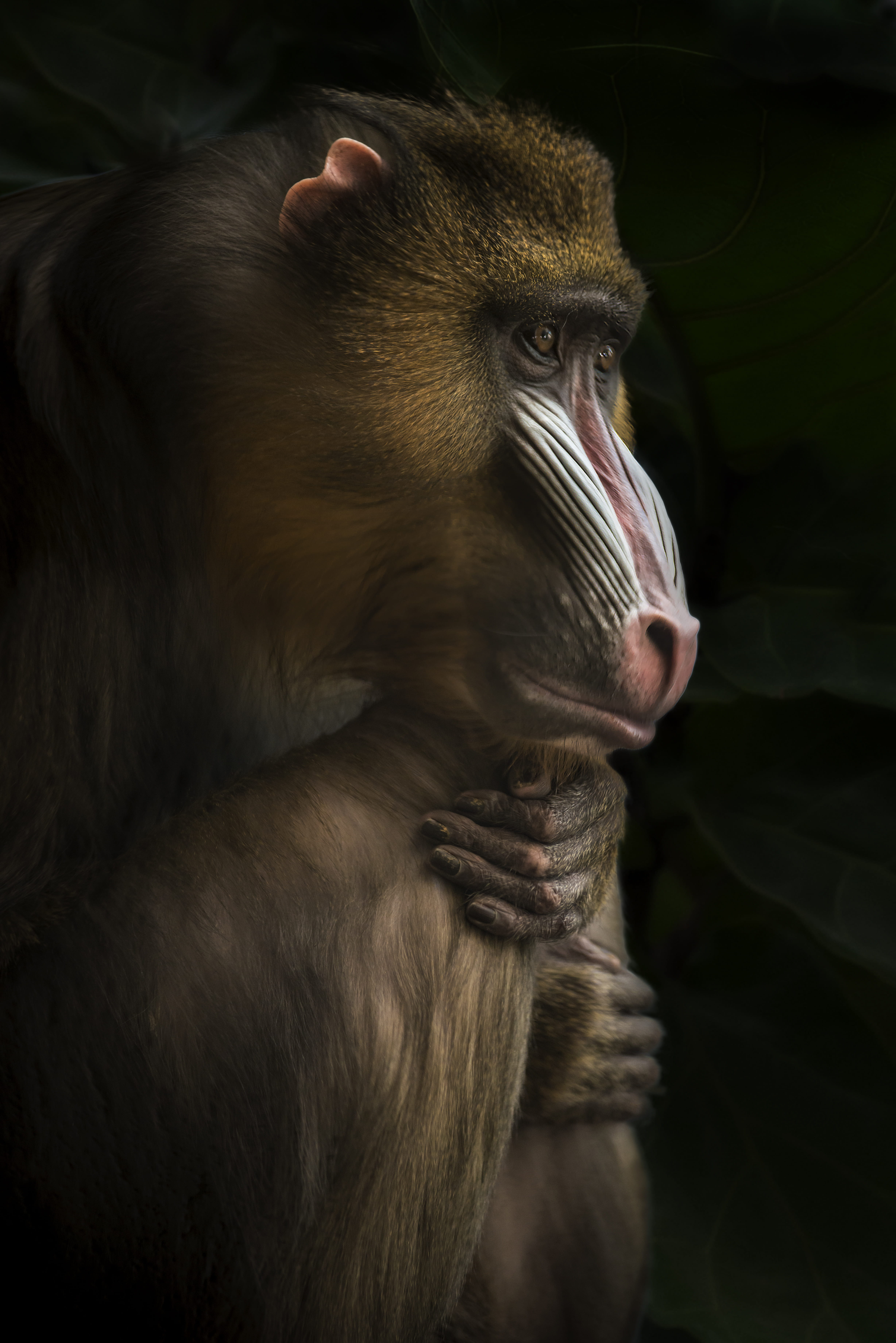 one animal, wildlife, baboon, primate, ape, zoology, nature, animal body part, photo, lonely, close, no people, animal, animals in the wild, mammal, looking away, Phone HD Wallpaper