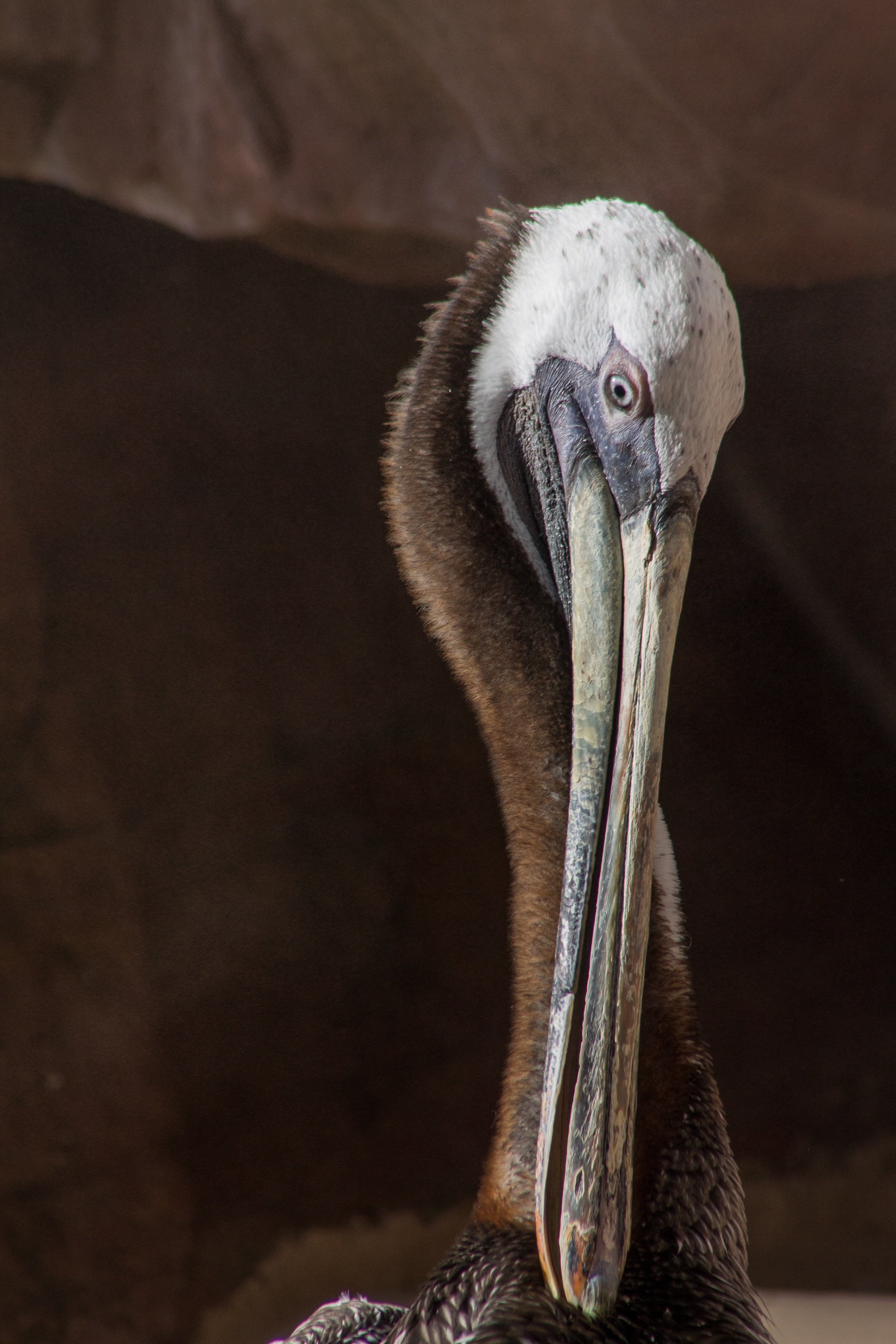 animal neck, nature, animal themes, 5K, outdoors, wildlife, one animal, close-up, wild, feather, flying, beak, b, bird, animal wildlife, day, animal eye, Phone HD Wallpaper