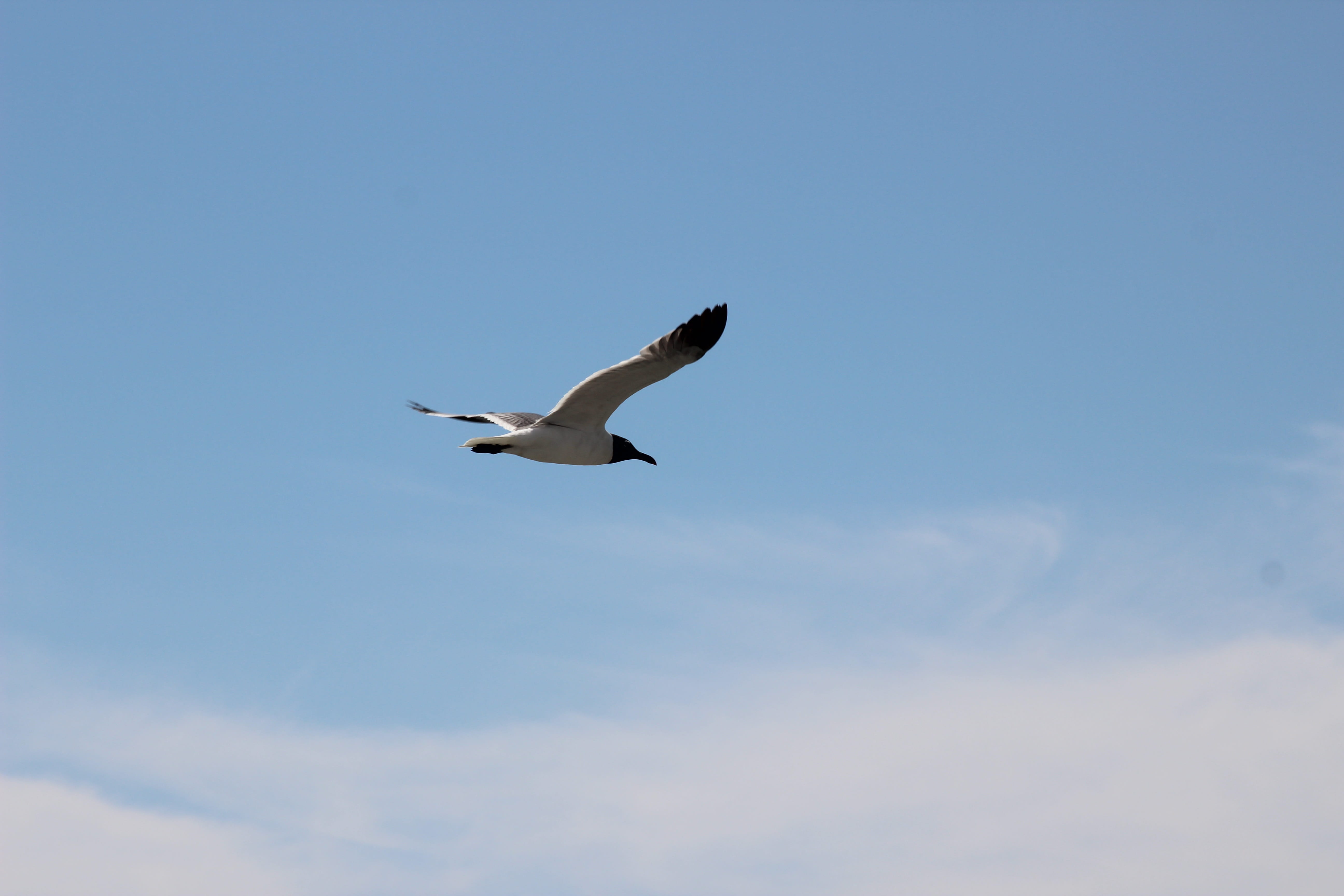 no people, dom, cloud - sky, animal themes, animal, low angle view, day, wing, 5K, gulls, b, nature, feathers, seagull, wings, beauty in nature, seabird, HD Wallpaper