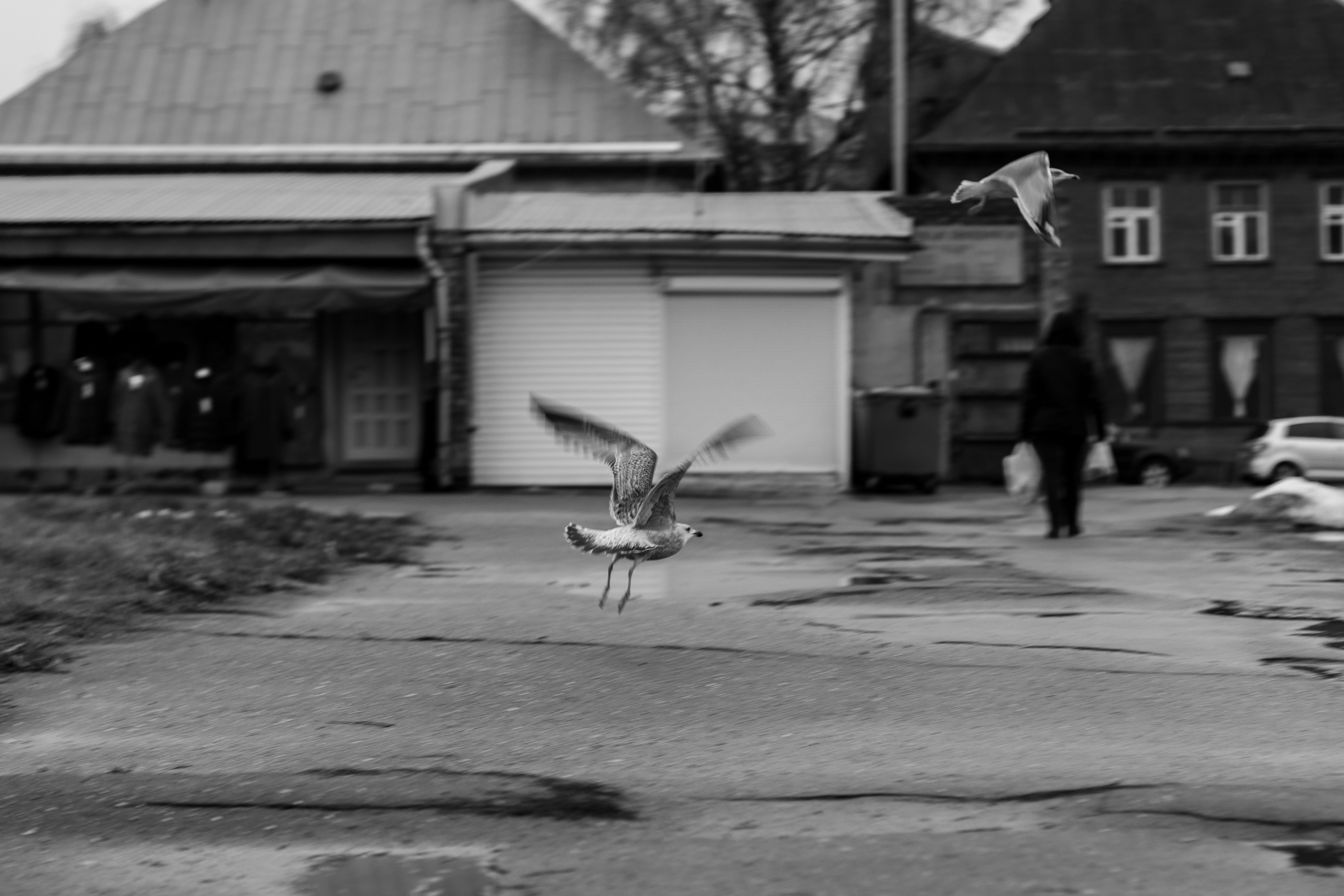 animal wildlife, gull, day, wings, animal, built structure, black and white, vertebrate, incidental people, spread wings, building exterior, architecture, HD Wallpaper