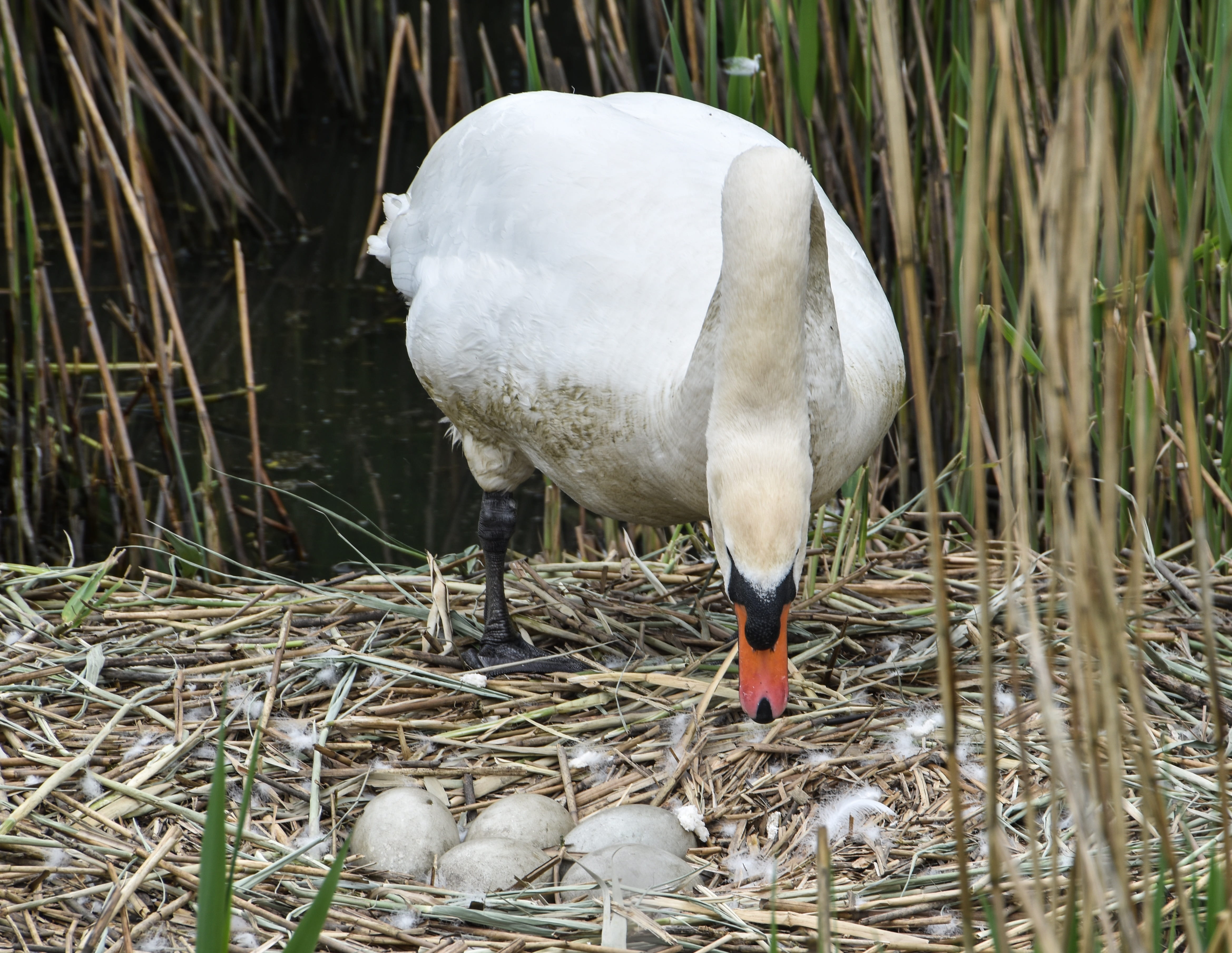 wing, summer, reeds, beak, feather, no people, pond, wildlife, animal family, plant, environment, river, young bird, country, natural, bill, mother, day, HD Wallpaper