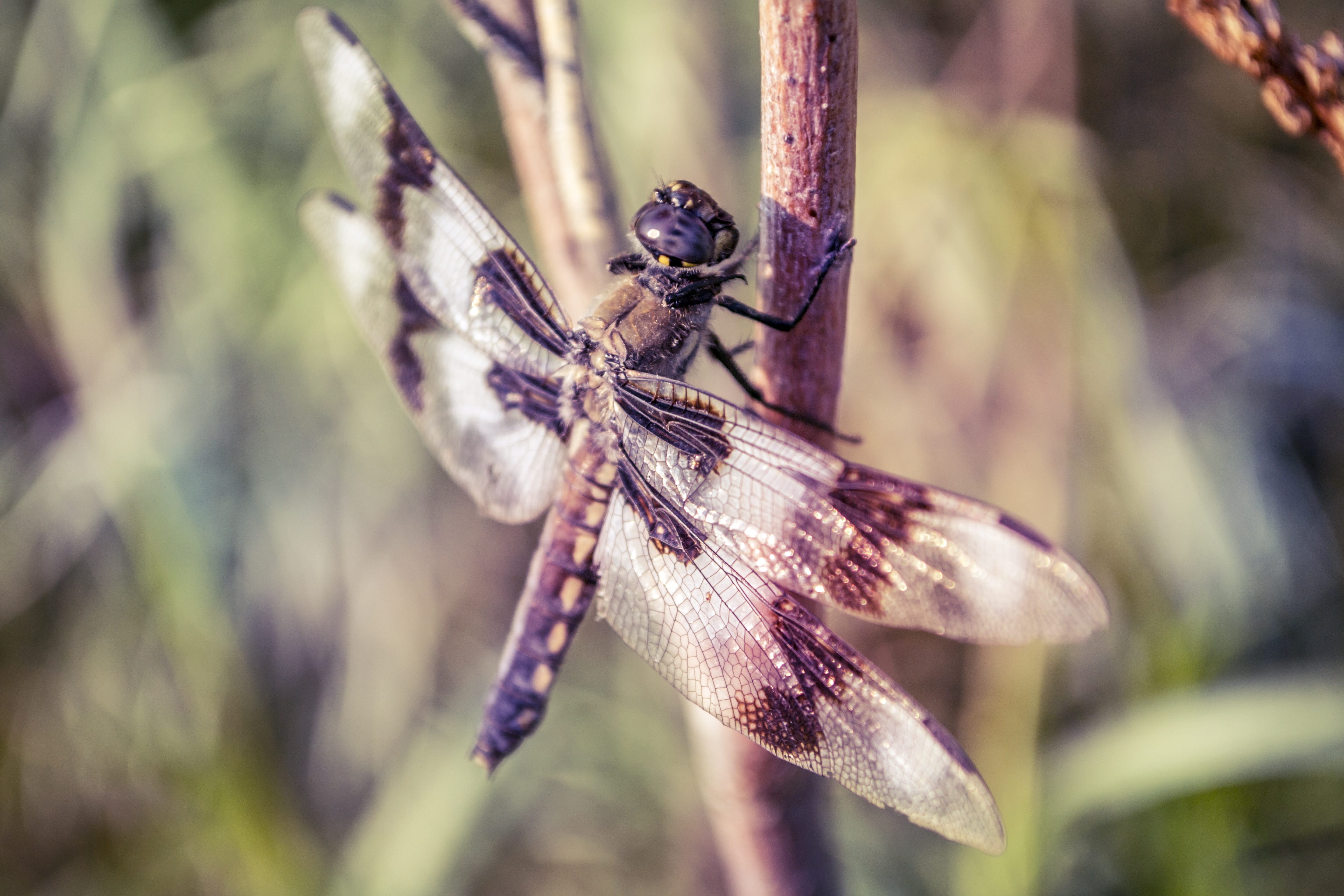 spring, flower, garden, animal wing, b, white, skimmer, nature, biology, transparent, no people, leafy, natural, habitat, animal themes, fly, resting, dragonfly, HD Wallpaper