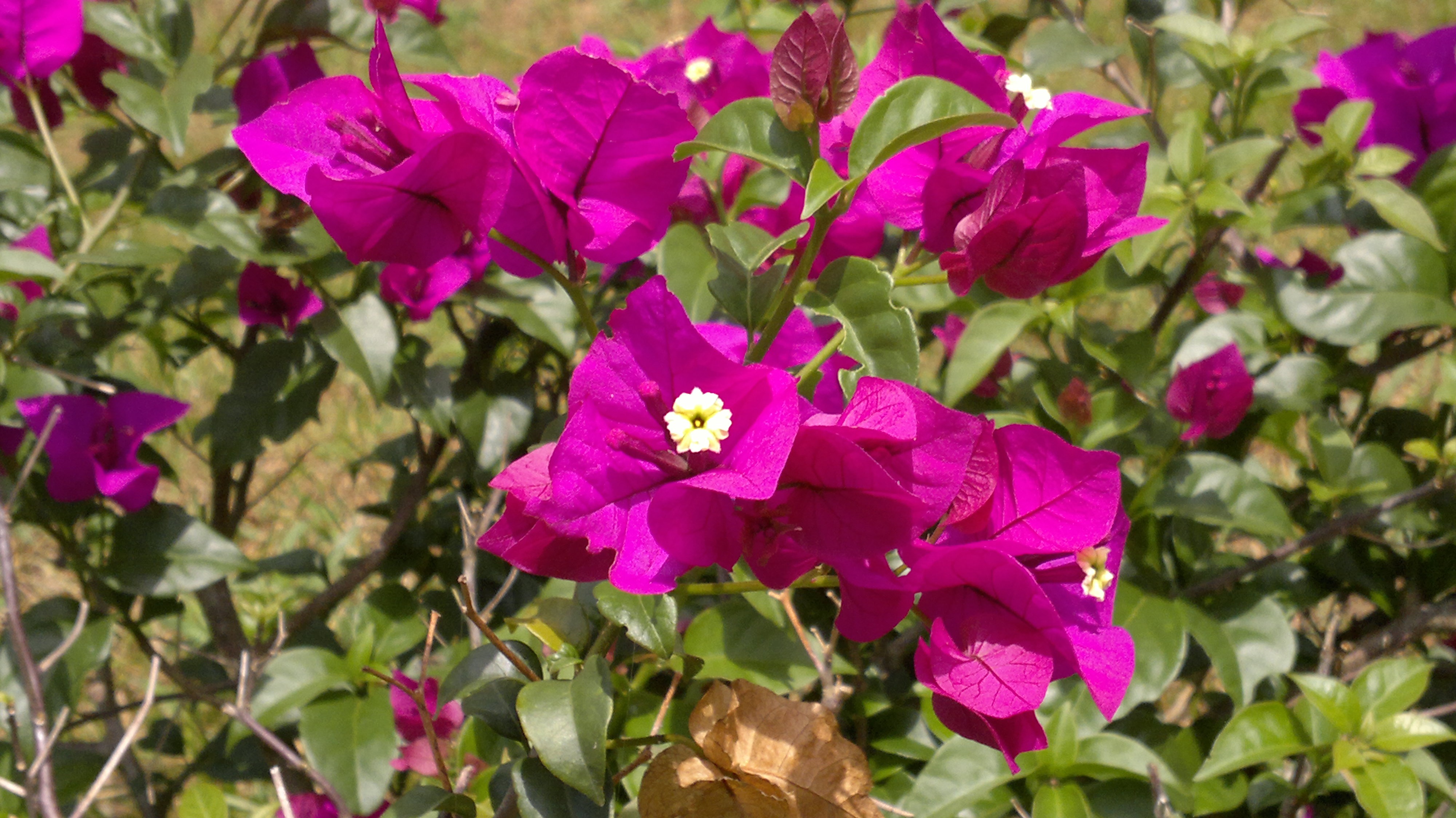 pollen, 4K, purple flowers, petal, flower head, outdoors, flowers, flowering plant, beauty in nature, day, growth, purple, vulnerability, sri lanka, fragility, HD Wallpaper