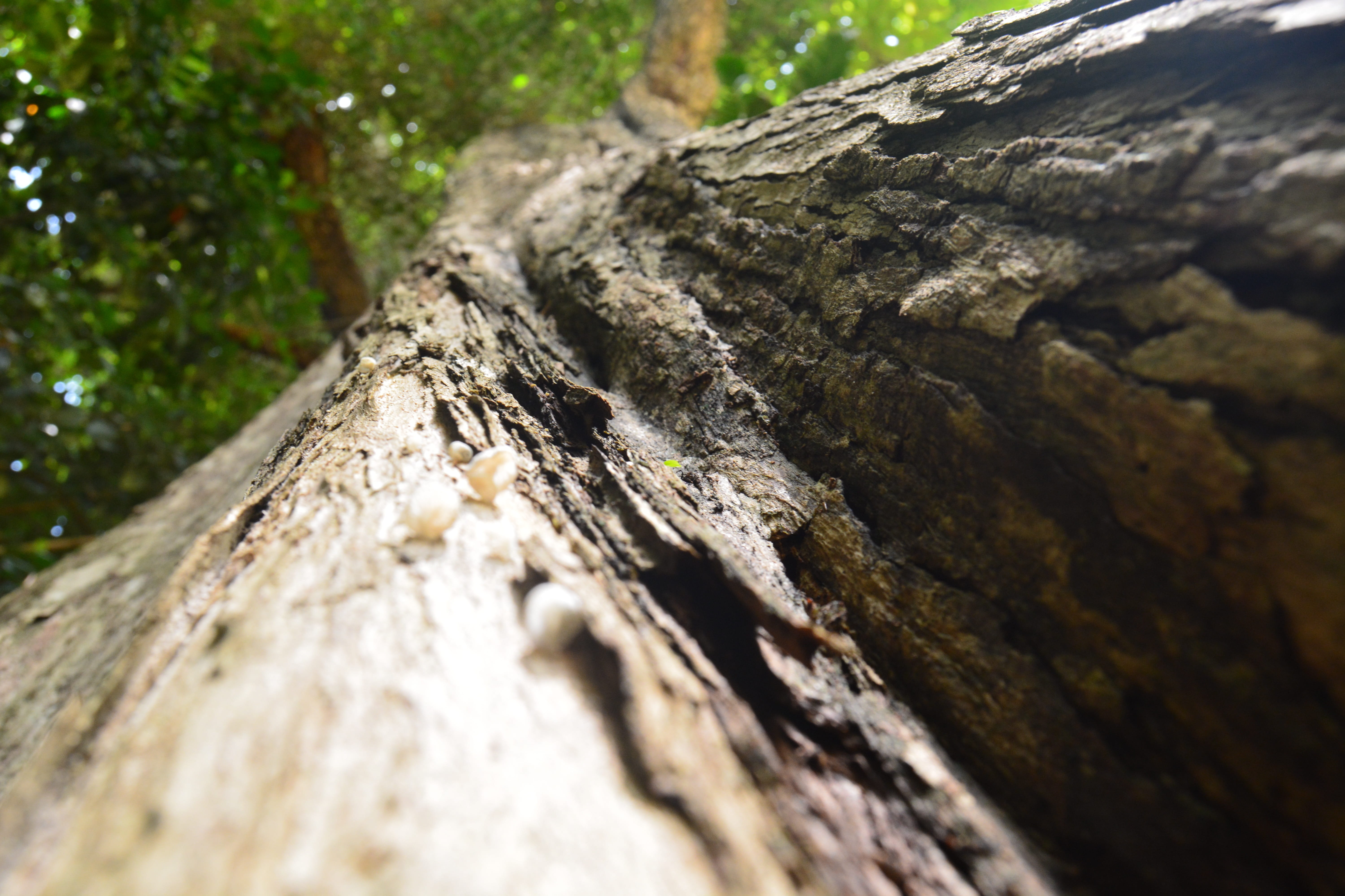 growth, sunlight, tree trunk, nature, rough, garden, day, beauty in nature, plant bark, wood - material, 5K, trunk, no people, low angle view, botanical, HD Wallpaper