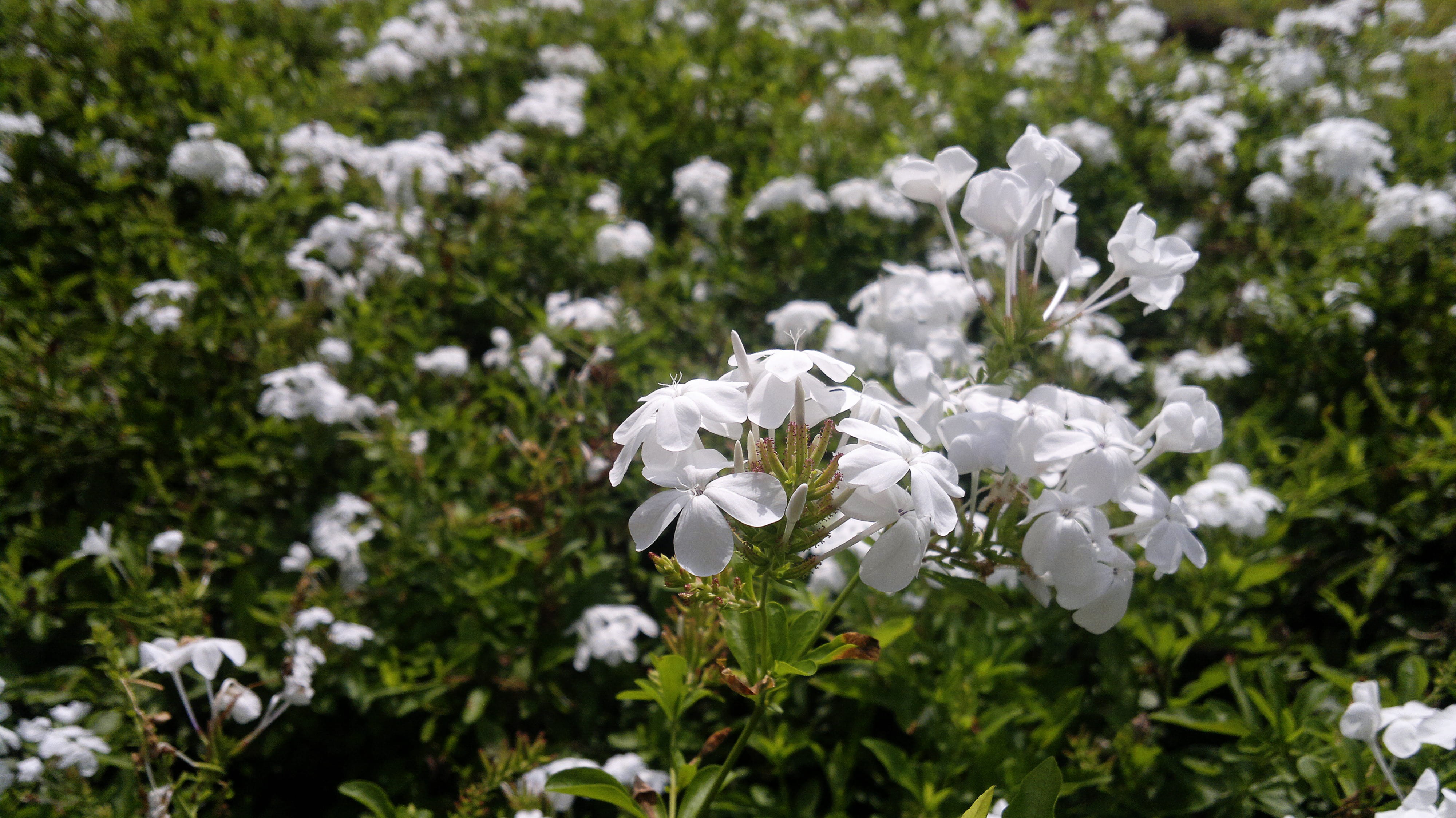 outdoors, white color, flower, beauty in nature, day, focus on foreground, plant, nature, fragility, leaf, petal, close-up, no people, sri lanka, peradeniya, HD Wallpaper