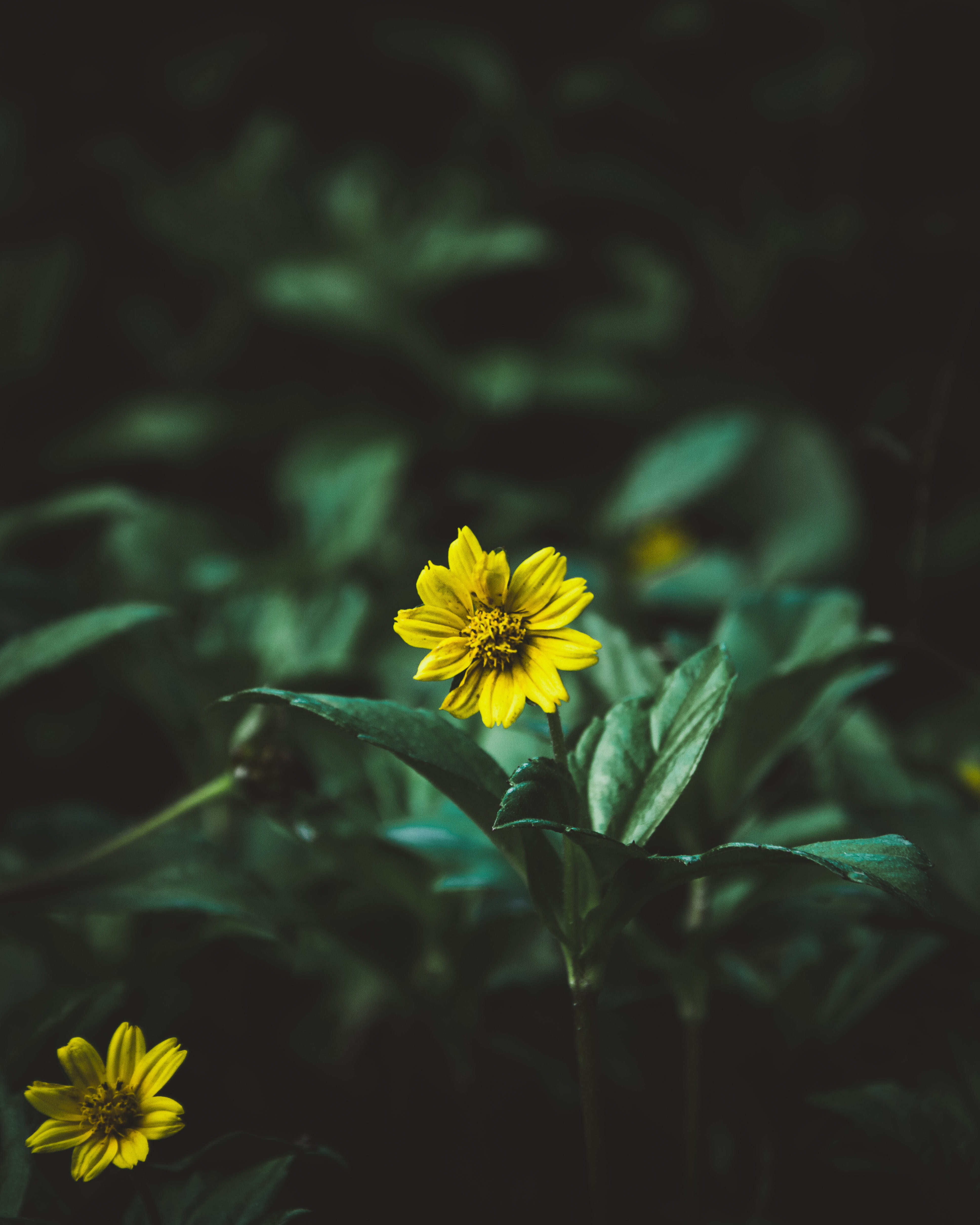 no people, close-up, petal, inflorescence, outdoors, freshness, fragility, plant, focus on foreground, yellow, day, growth, flower, leaf, 4K, kandy, nature, Phone HD Wallpaper