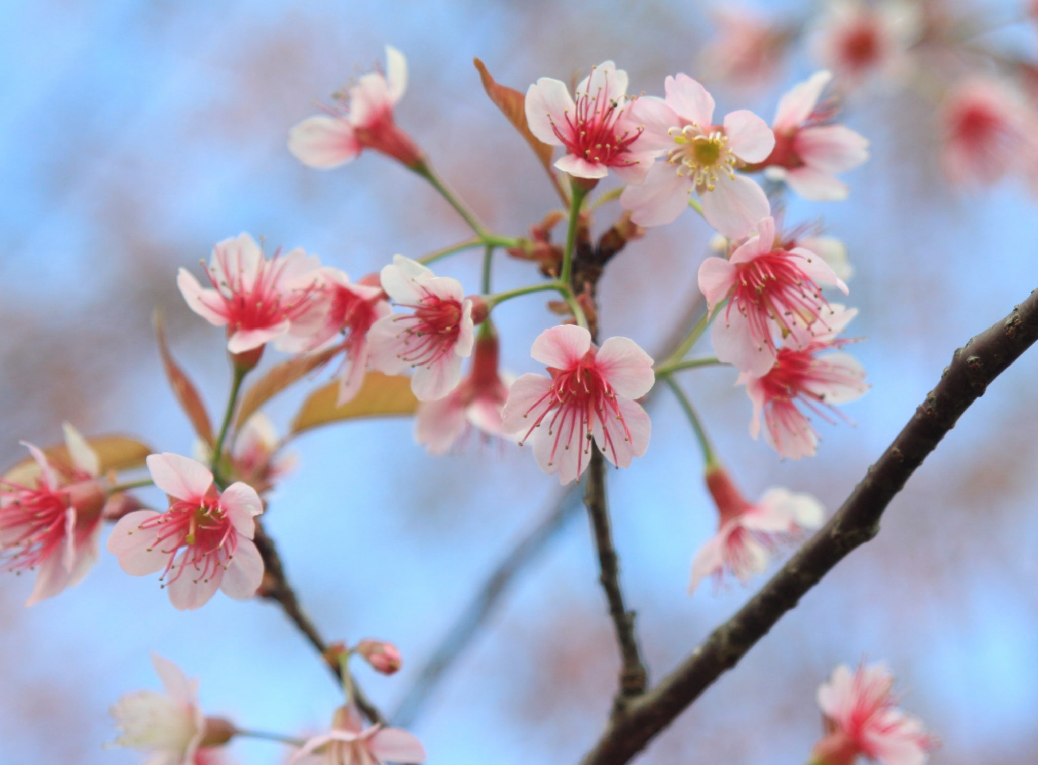 no people, pollen, cherry tree, spring, wild himalayan cherry, freshness, day, outdoors, plum blossom, wild, himalayan, petal, close-up, tree, Nature, white, HD Wallpaper