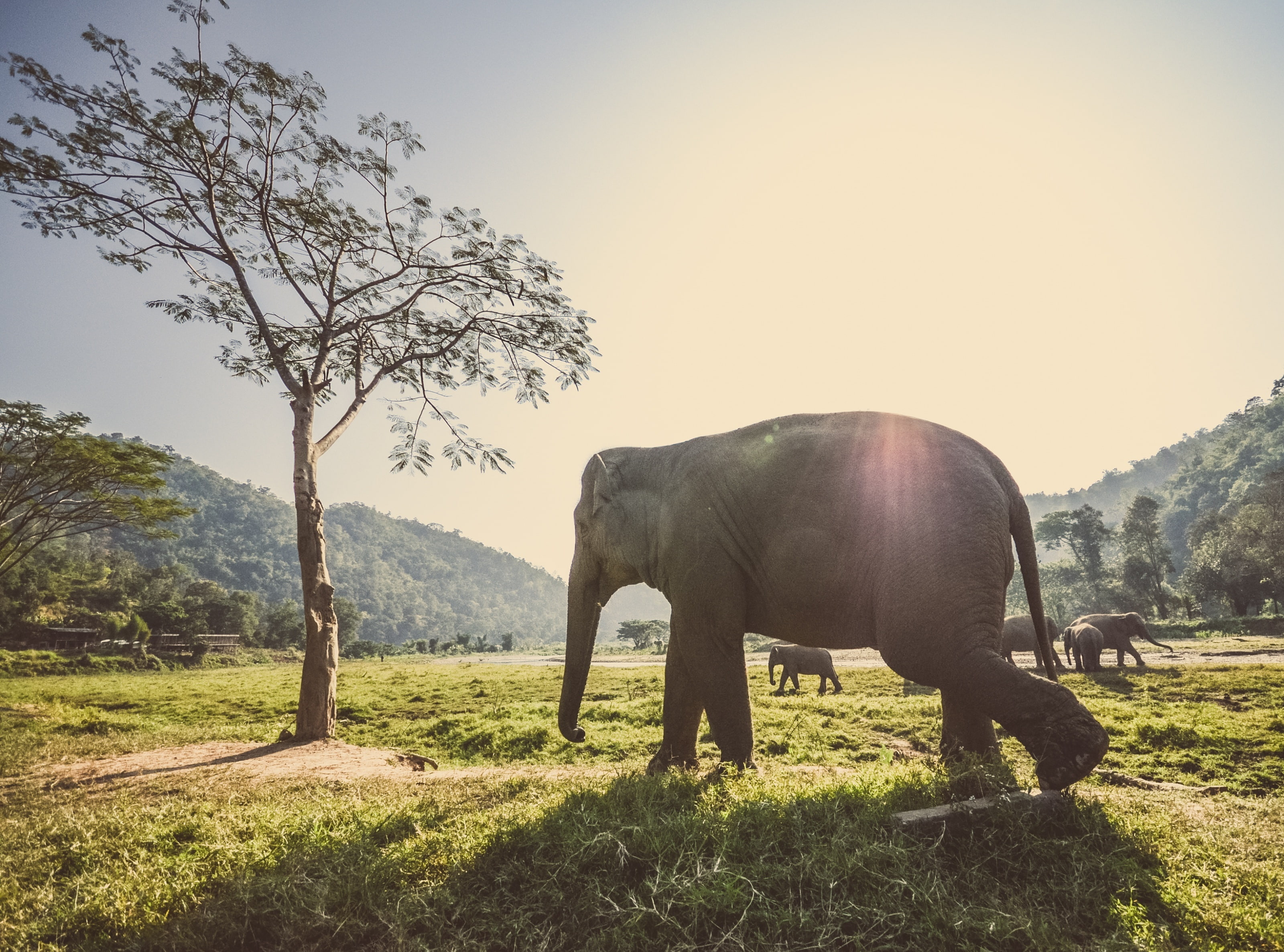 herbivorous, field, Elephant, full length, one animal, Animal, animals in the wild, nature, chiangmai, plant, sky, landscape, Asia, animal themes, day, HD Wallpaper