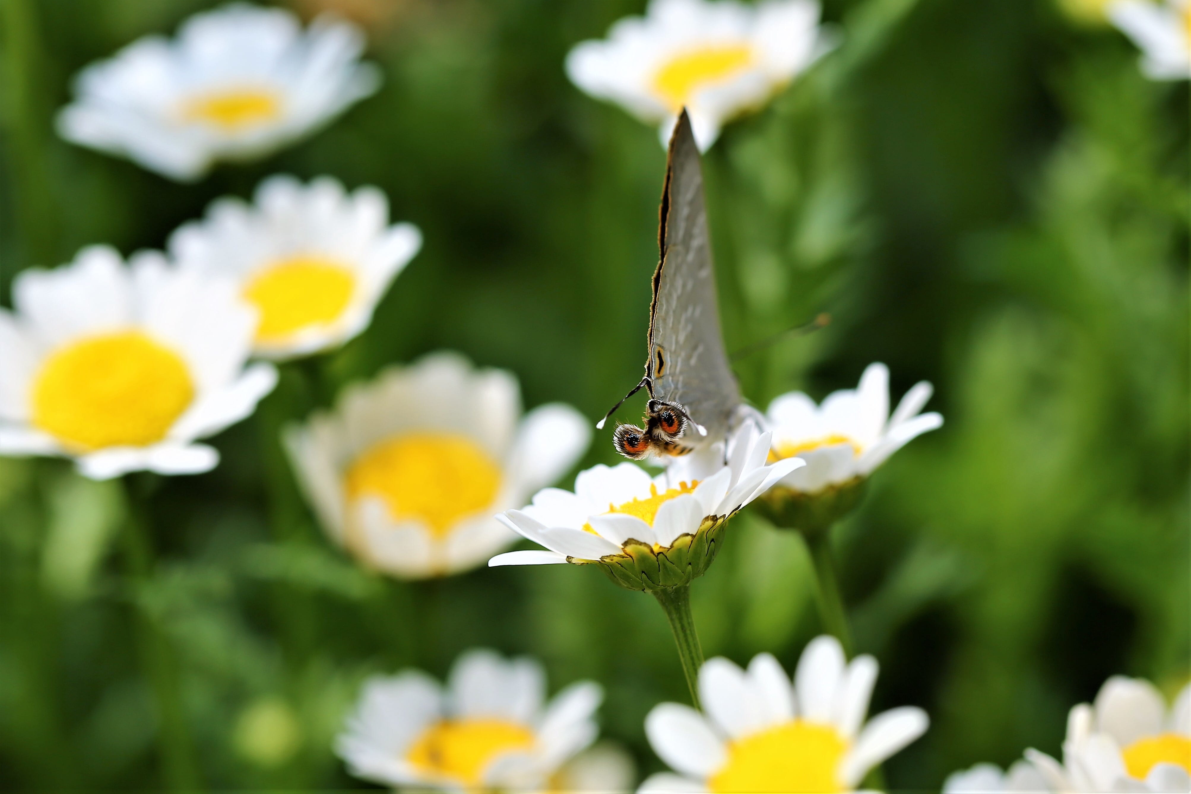 animal wildlife, nature, no people, garden, chiangmai, animals in the wild, pollen, invertebrate, outdoors, wings, 4K, animal, butterfly, animal wing, HD Wallpaper