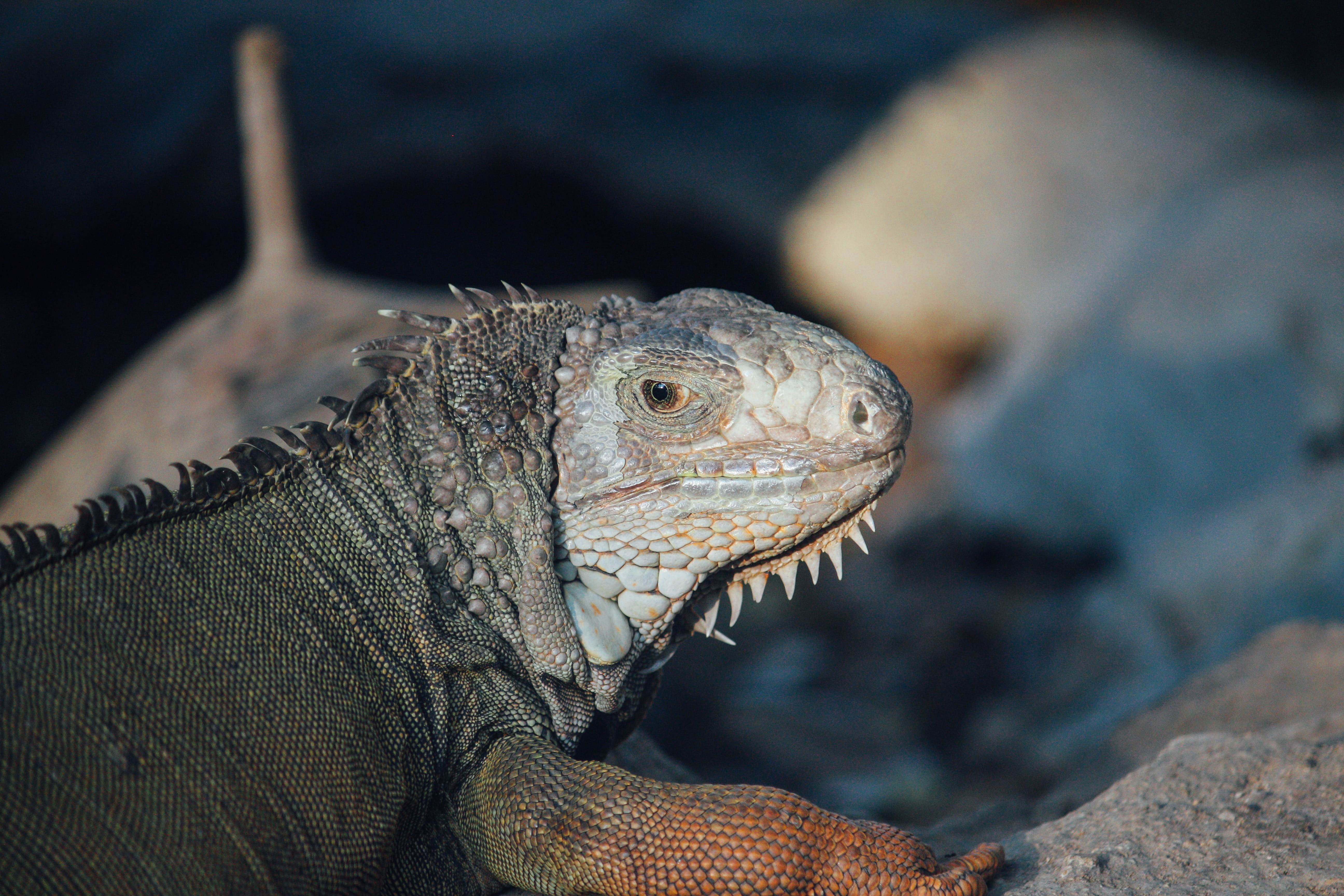 animal body part, reptile, animal, iguana, lizard, one animal, jaguar, seafood, panther, lobster, side view, outdoors, tortoise, thailand, animals in the wild, HD Wallpaper