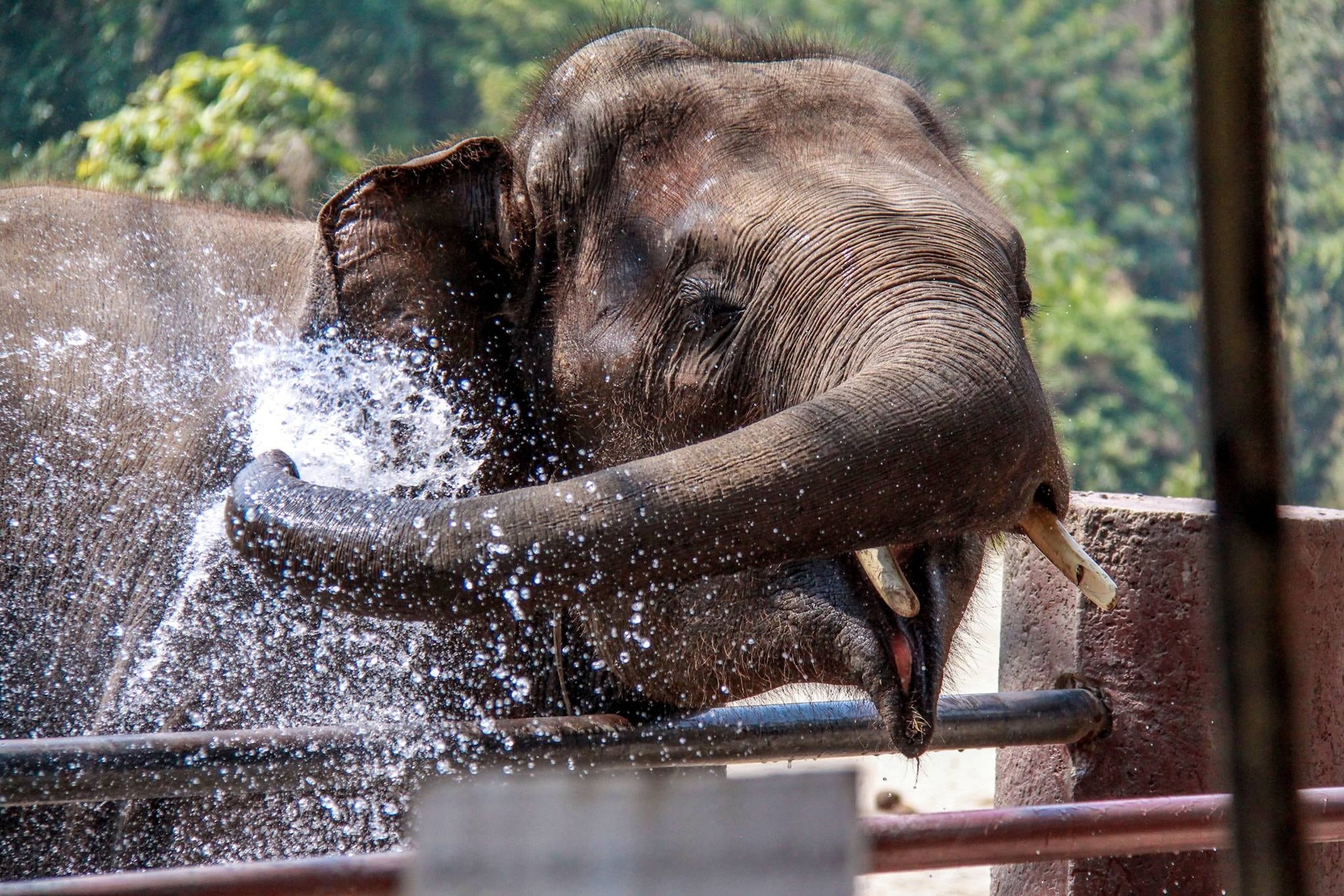 elephant, animal body part, cleaning, animal head, thailand, chiangmai, mammal, animal trunk, washing, vertebrate, animal, no people, animal themes, outdoors, HD Wallpaper
