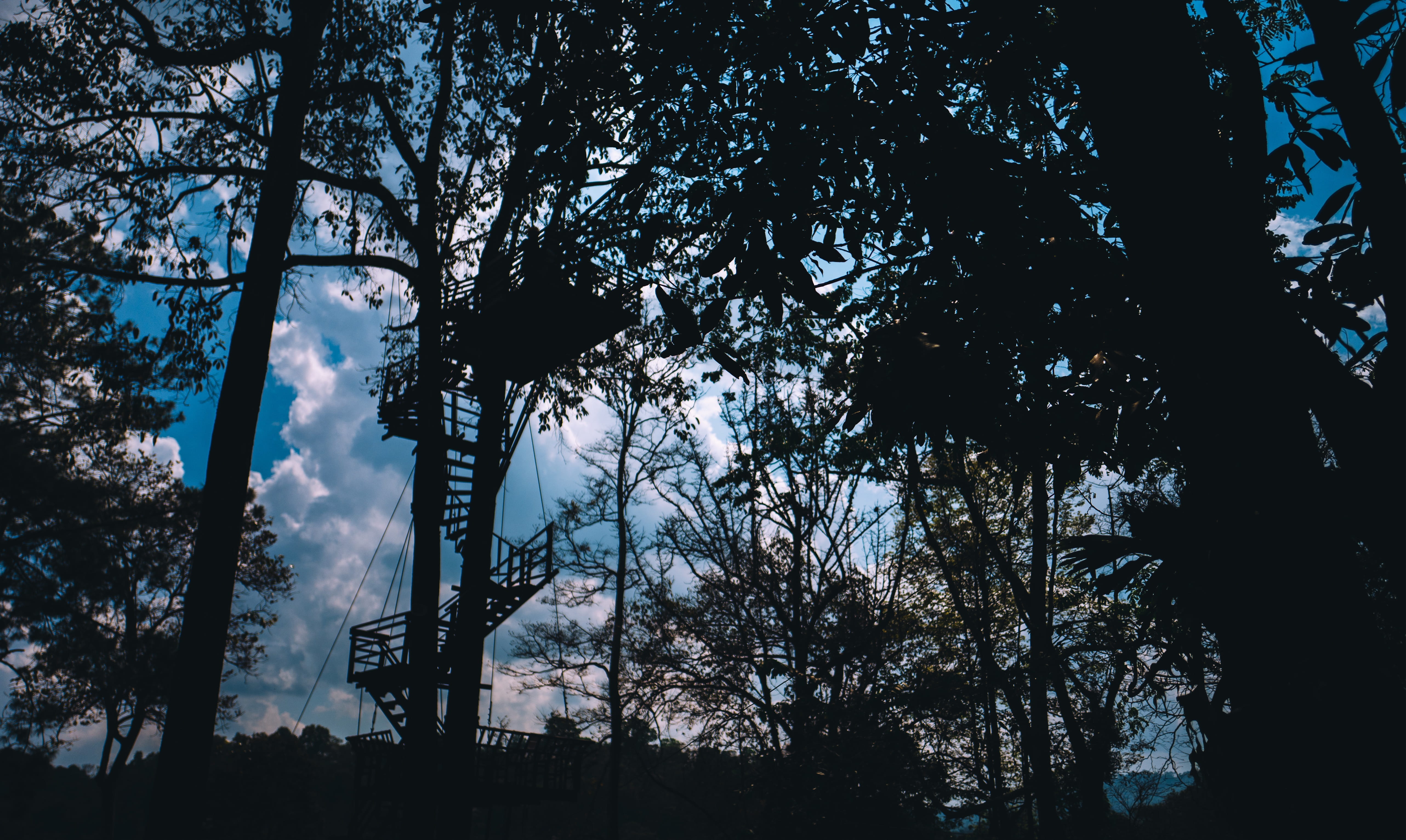 no people, tower, low angle view, beauty in nature, wood, outdoors, branch, nature, tree, chiangmai, calm, 5K, camp, land, silhouette, forest, moncham, HD Wallpaper