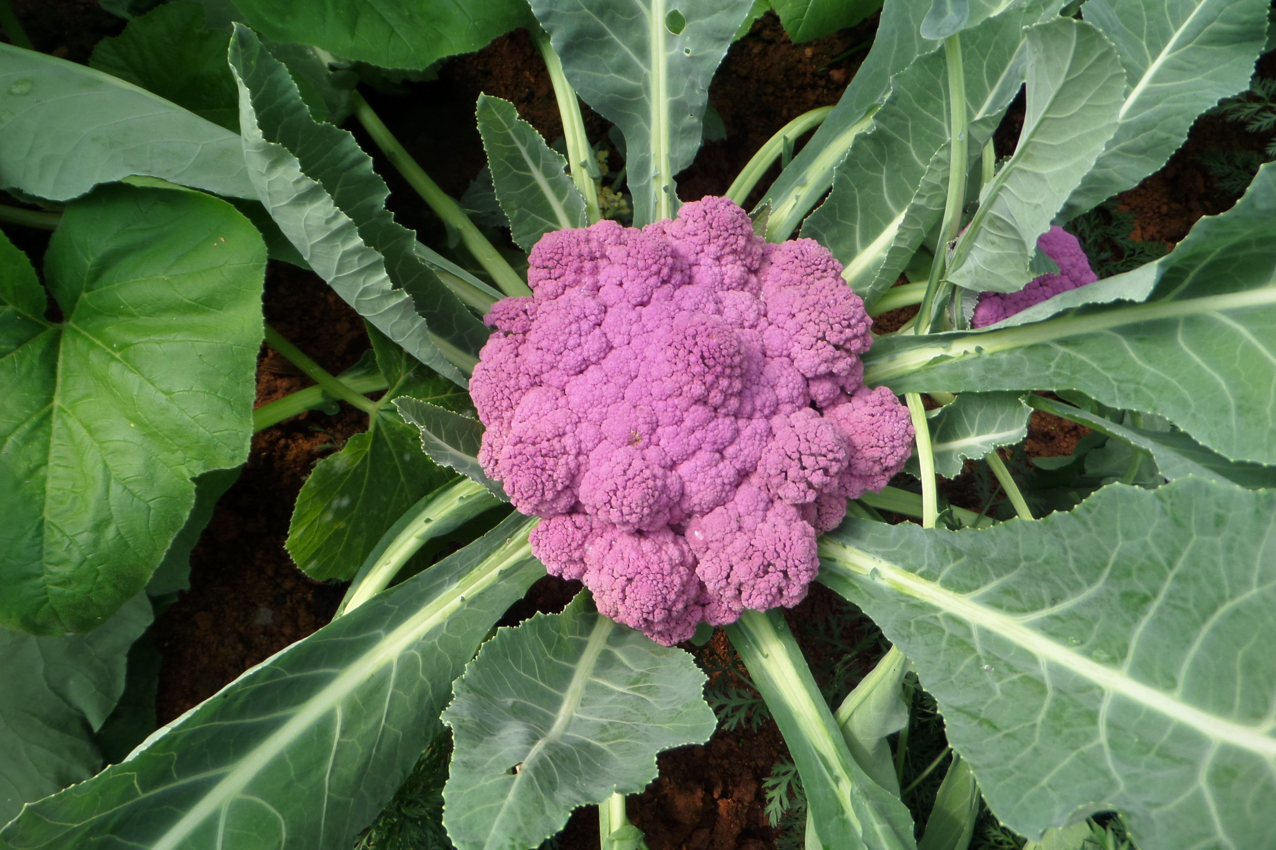 day, food and drink, purple, vegetable, outdoors, green color, organic, agriculture, growth, nature, chiangmai, plant, leaf, no people, wellbeing, cauliflower, HD Wallpaper