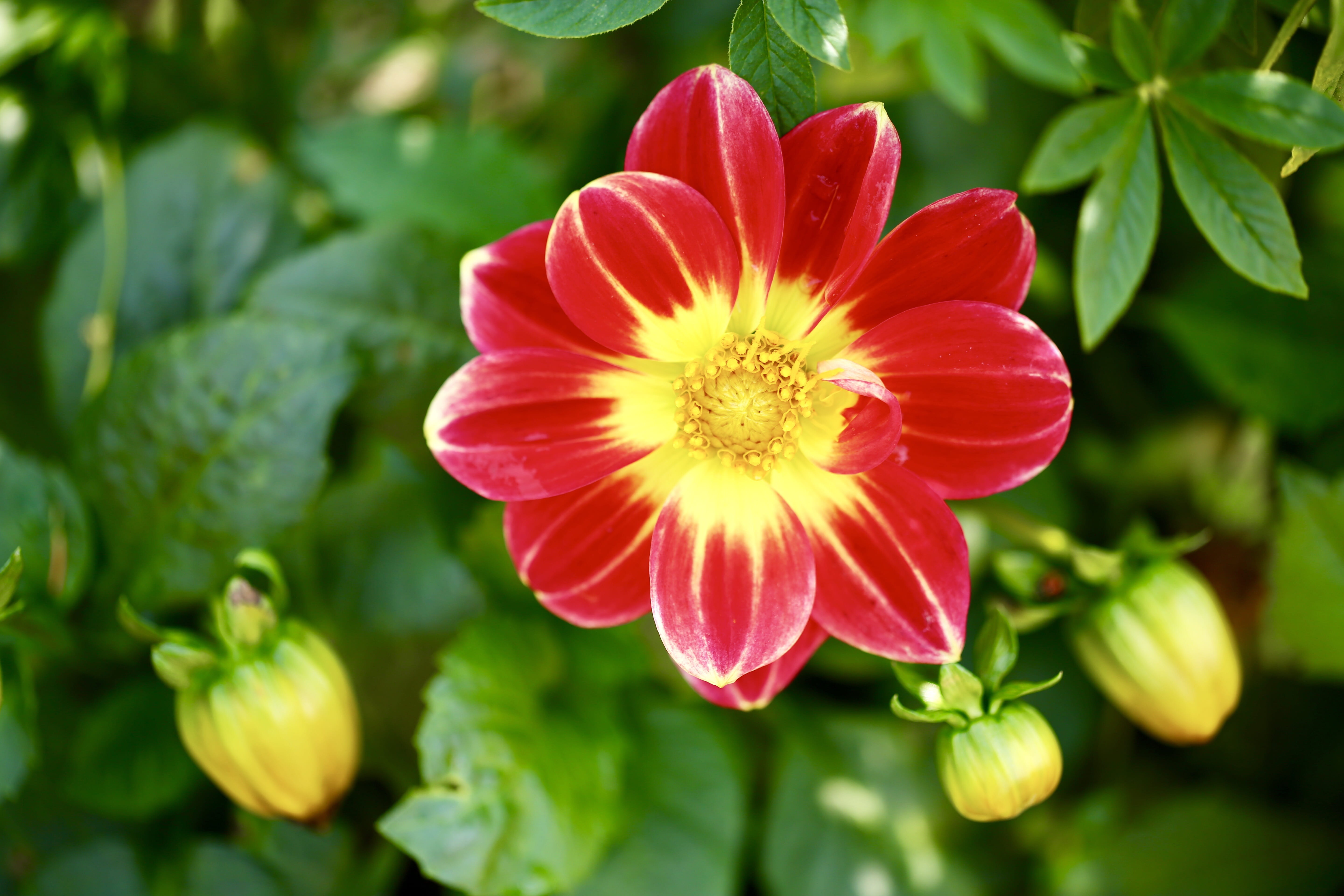 flowering plant, focus on foreground, vulnerability, red, floral, dahlia, outdoors, freshness, close-up, garden, inflorescence, day, pollen, beauty in nature, HD Wallpaper