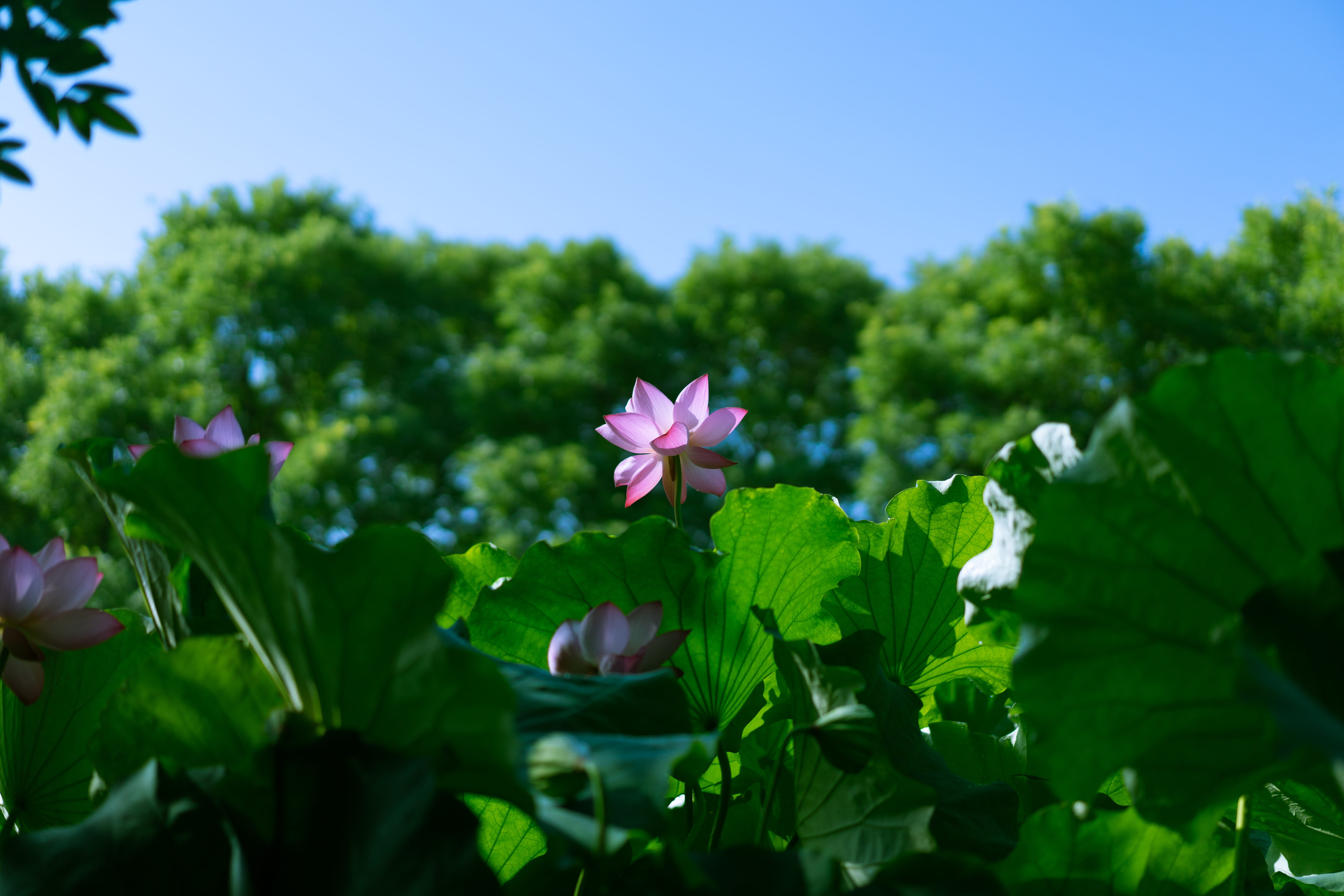 fragility, pink color, luoyang, outdoors, growth, day, inflorescence, purple, lotus, sky, flower head, leaf, beauty in nature, no people, freshness, plant, HD Wallpaper