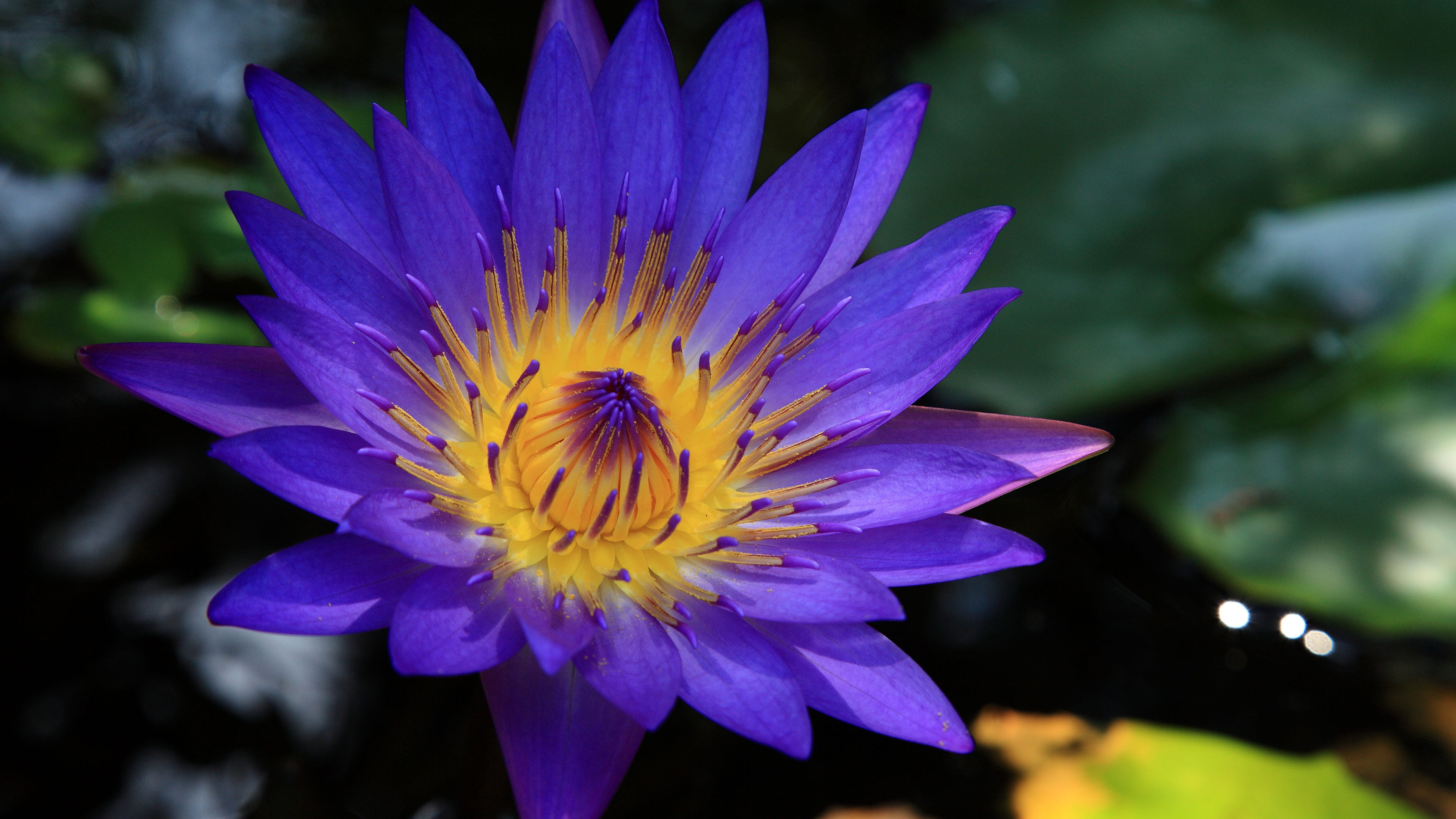 close-up, focus on foreground, vulnerability, day, the blue lotus, 4K, beauty in nature, growth, petal, pollen, water lily, flower, fragility, freshness, HD Wallpaper