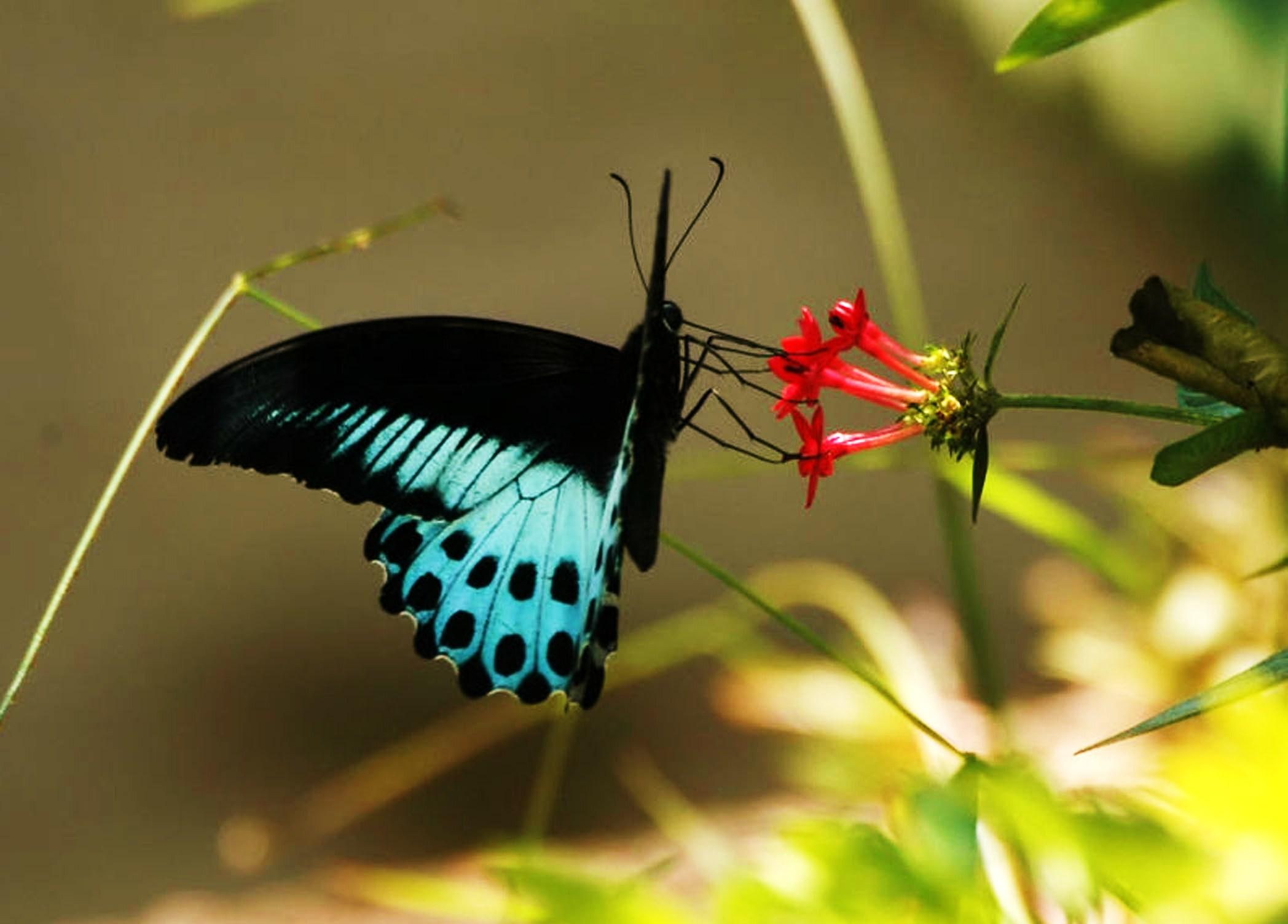 1080P, mormon, animals, feeding, butterfly, blue, blue mormon, black, flower, HD Wallpaper