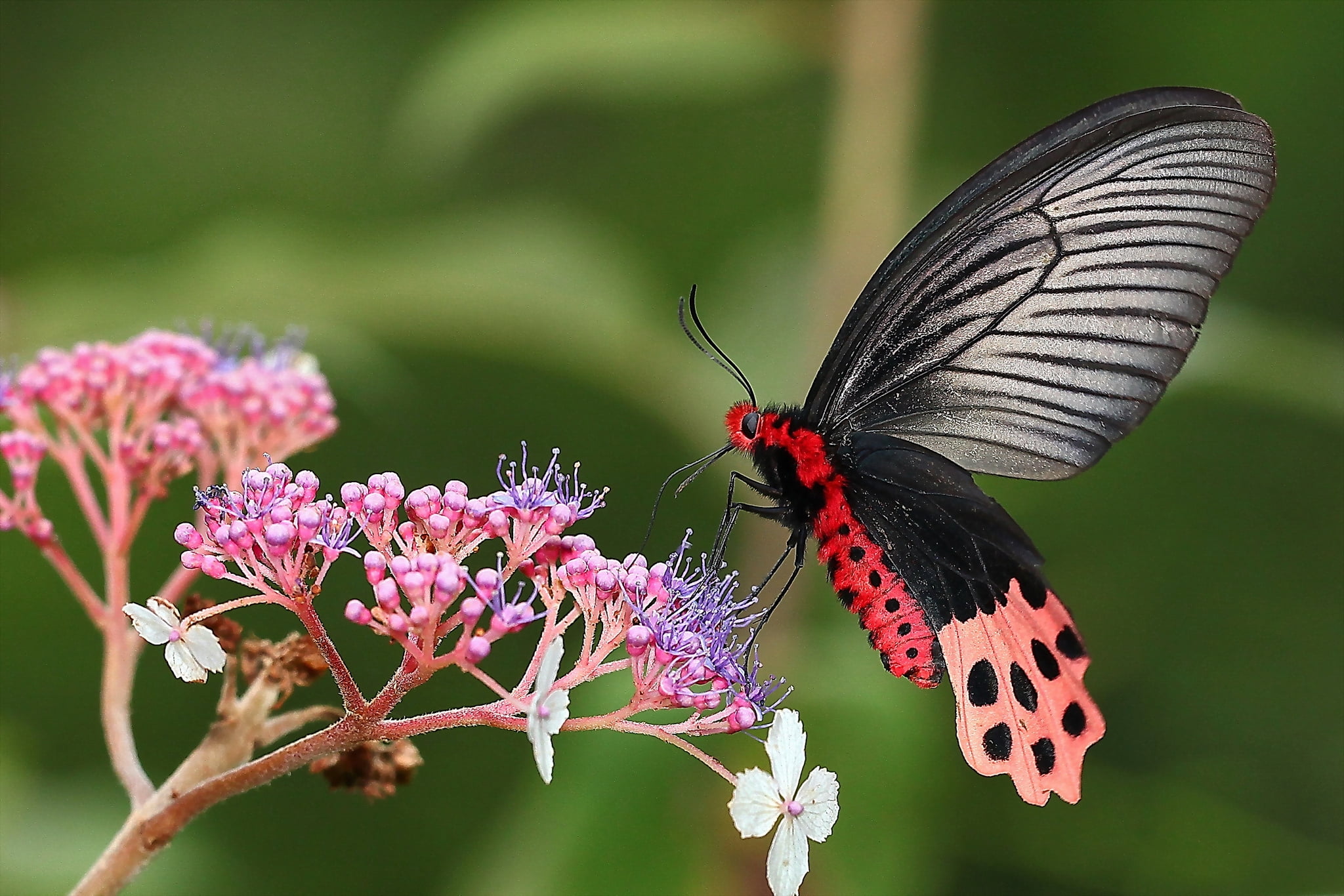 flower head, lepidoptera, backgrounds, plant, summer, flowers, animal Antenna, branches, pollination, animal themes, fragility, 1080P, nature, macro, great, HD Wallpaper
