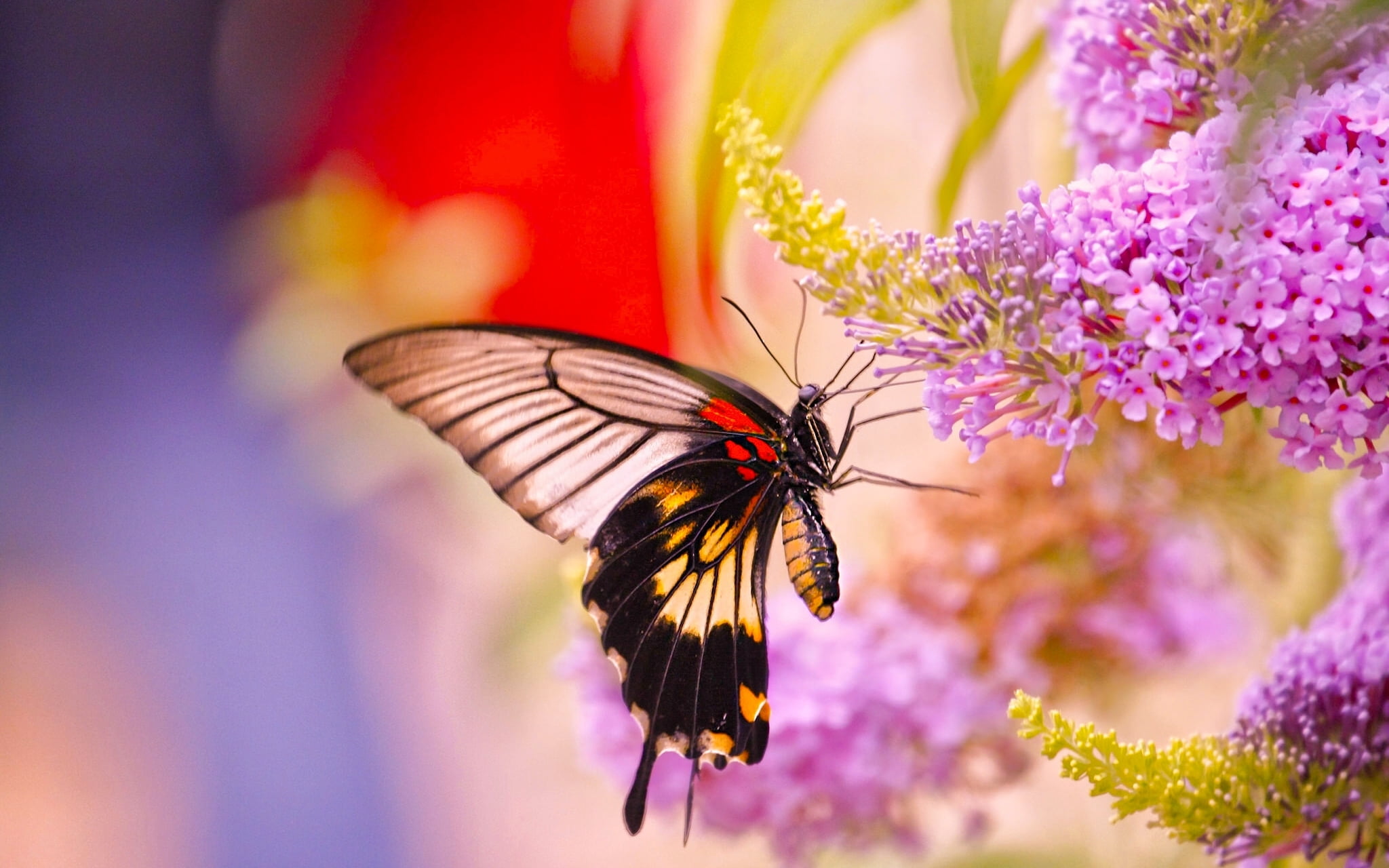 lilacs, pollination, insect, plant, close-up, butterfly - insect, animal wing, animal themes, invertebrate, no people, flower, one animal, freshness, flowers, HD Wallpaper
