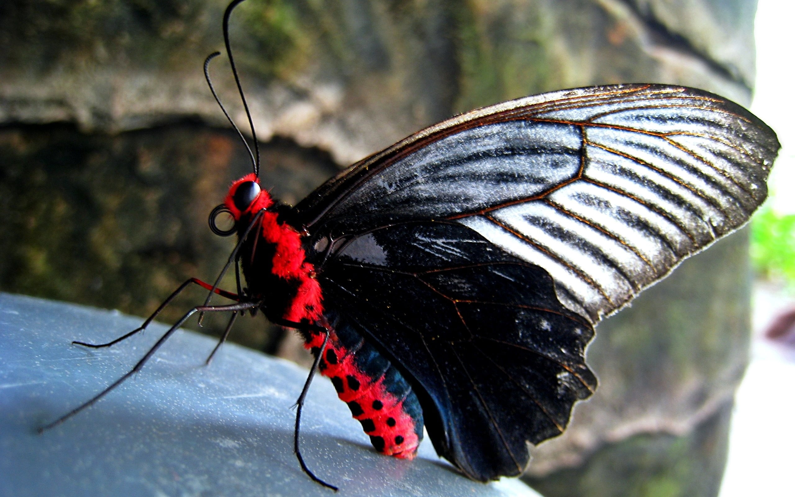 animal markings, male, biology, animal themes, animal Wing, macro, outdoors, fragility, butterfly, animal wildlife, mormon, day, focus on foreground, animal Antenna, HD Wallpaper