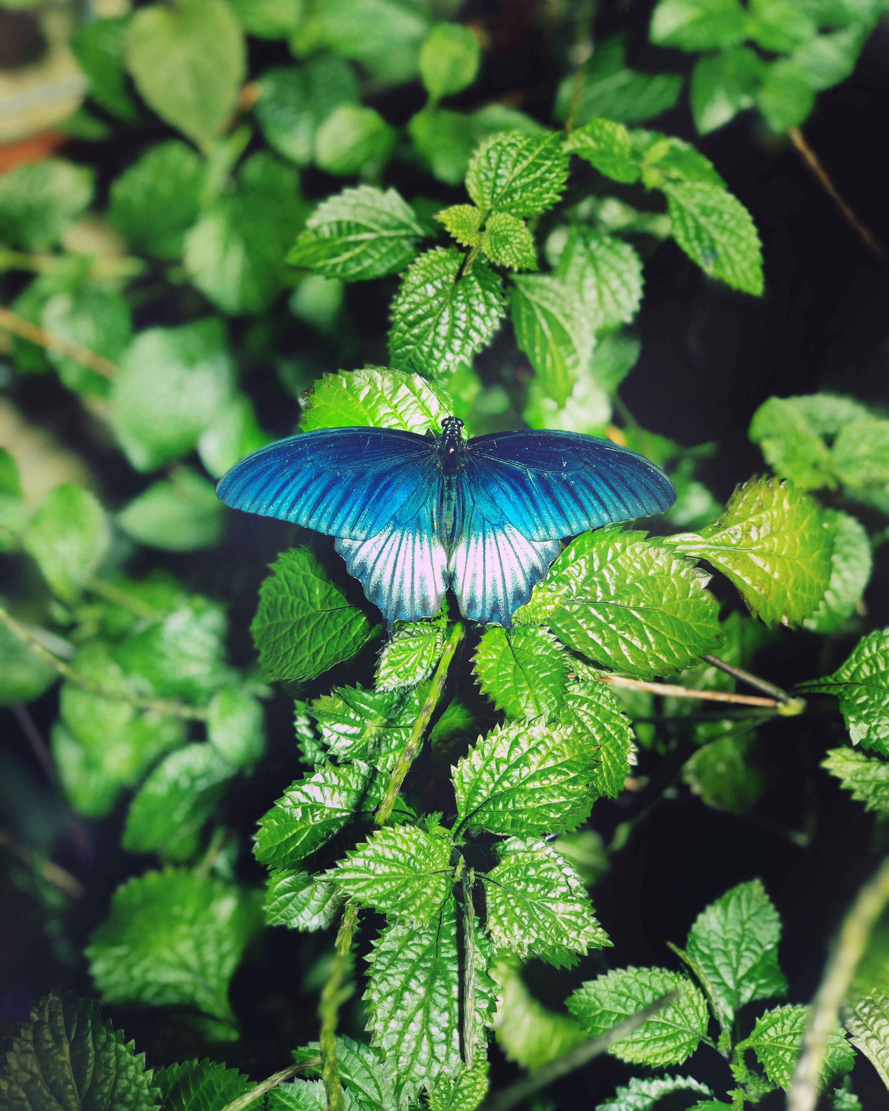 focus on foreground, plant part, 2K, butterfly, white, close-up, green, freshness, green color, vegetable, day, leaf, selective focus, food and drink, Phone HD Wallpaper