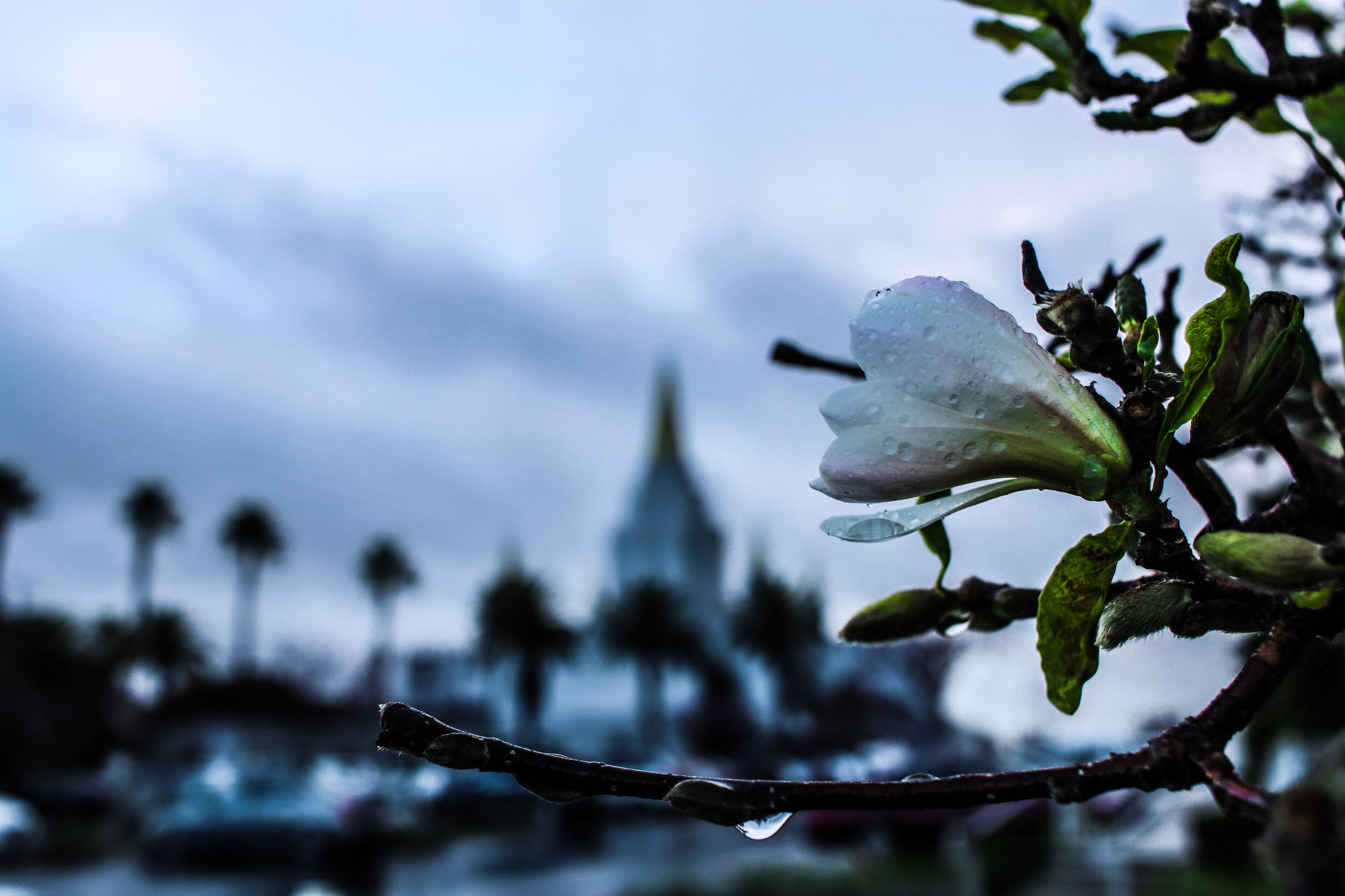 oakland, flowering plant, vulnerability, leaf, rain, temple, branch, outdoors, water, tree, plant, flower head, focus on foreground, close-up, freshness, HD Wallpaper
