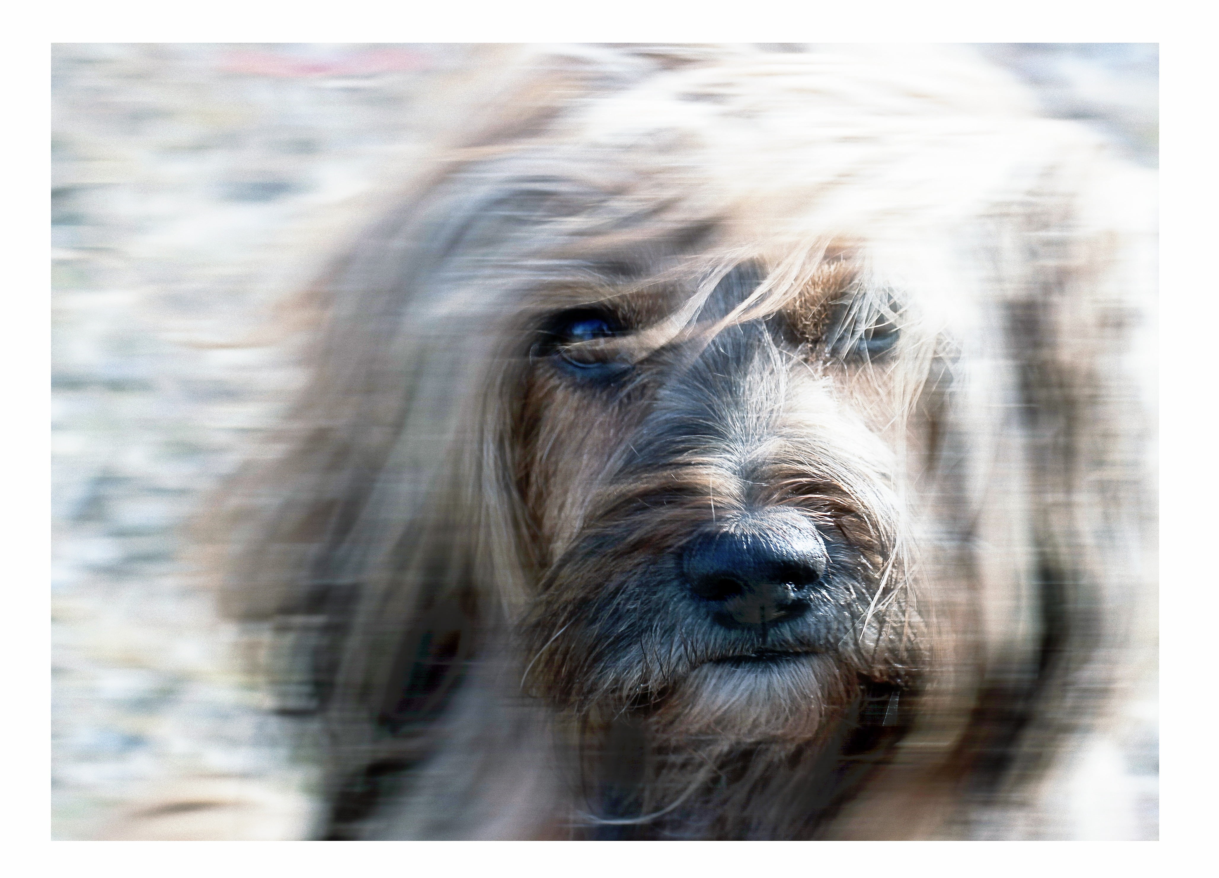 4K, fur, domestic, snout, animal eye, good, terrier, close-up, mammal, softened, digital art, texture, animal themes, tibetan terrier, animal hair, wind, HD Wallpaper
