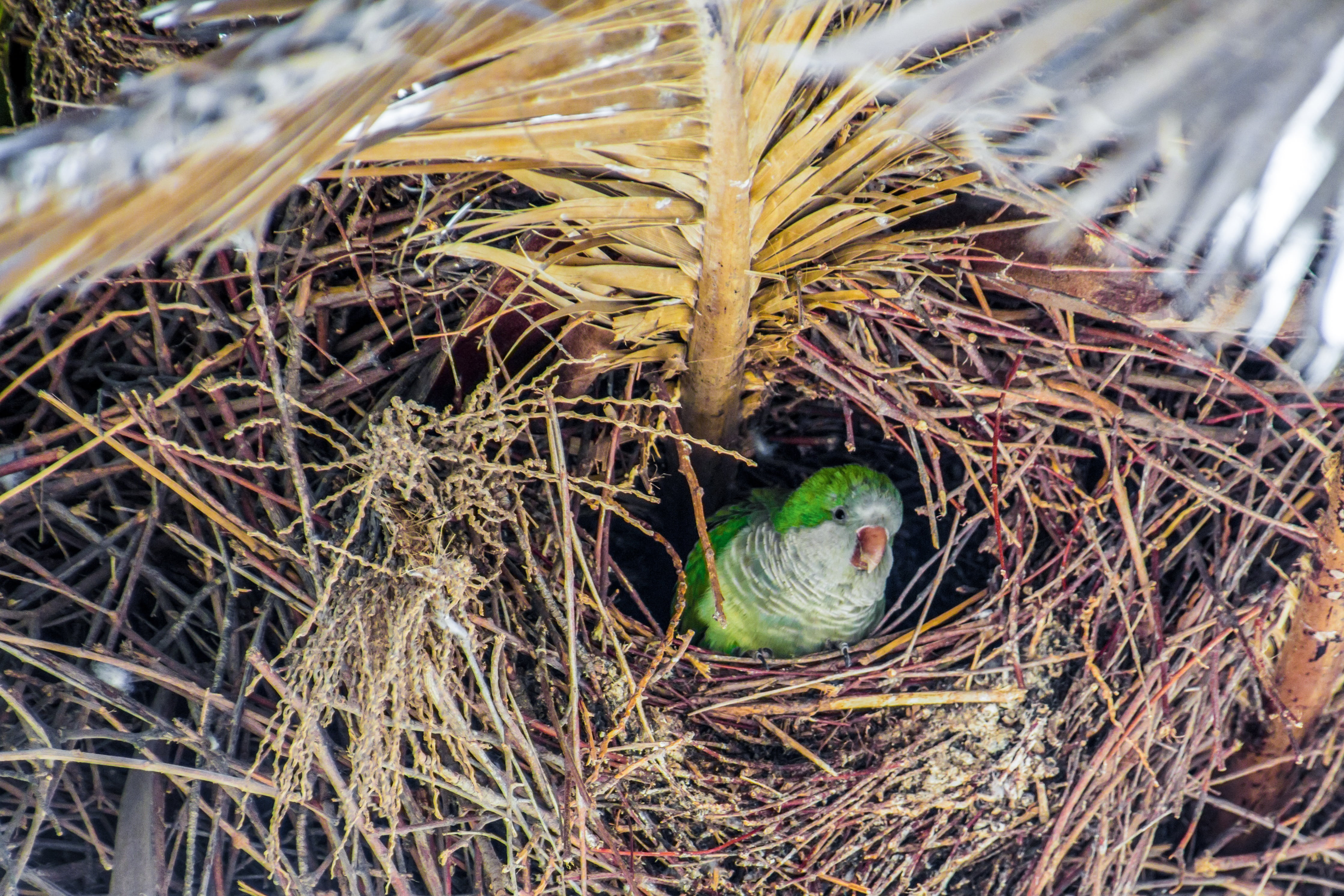 wildlife, young bird, close-up, animals in the wild, plant, palm, nest, animal themes, breed, no people, animal Nest, high angle view, vertebrate, feather, HD Wallpaper