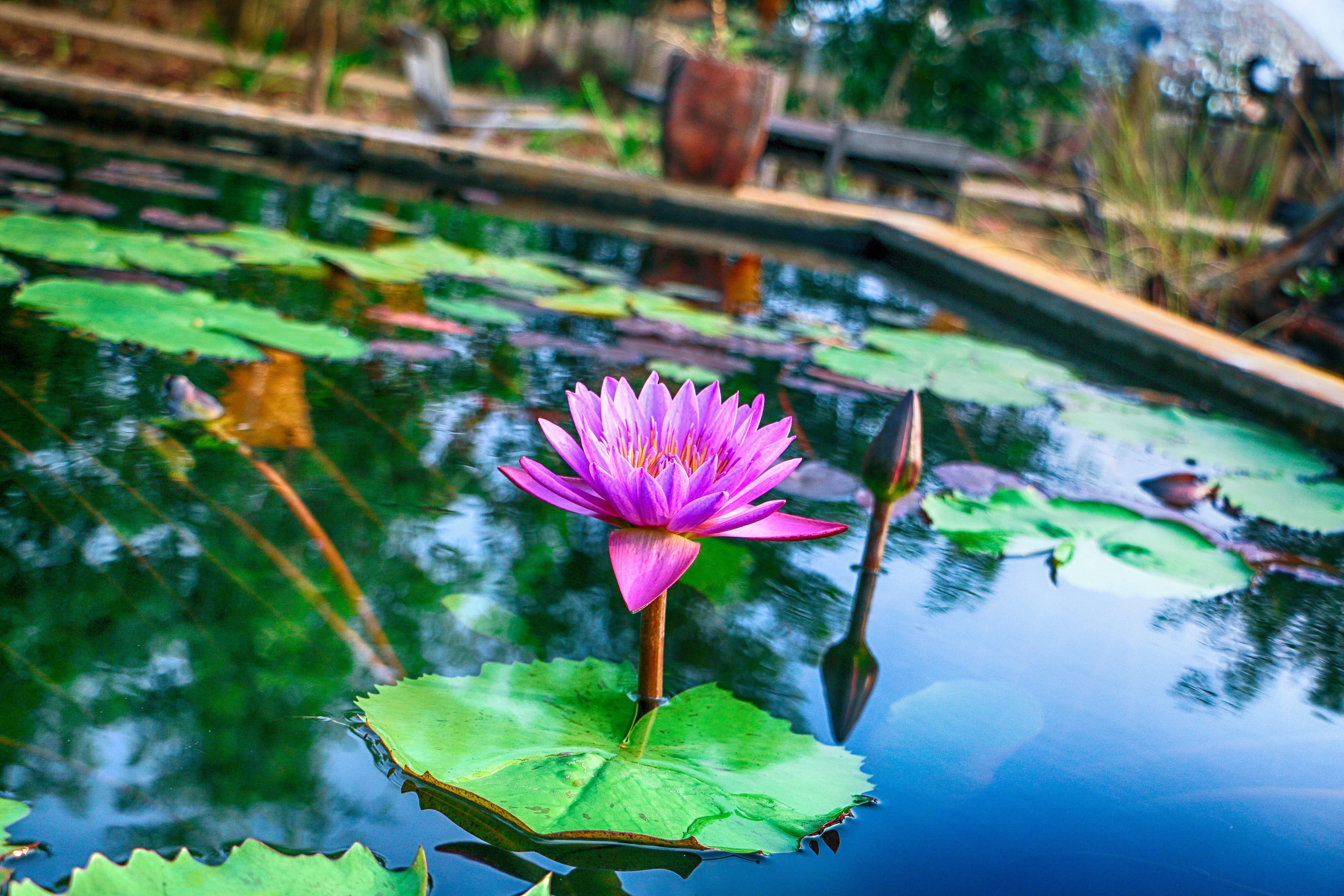 floating, no people, plant part, lake, nice weather, flowering plant, freshness, beauty in nature, fragility, natural, growth, lotus water lily, 5K, water lily, HD Wallpaper