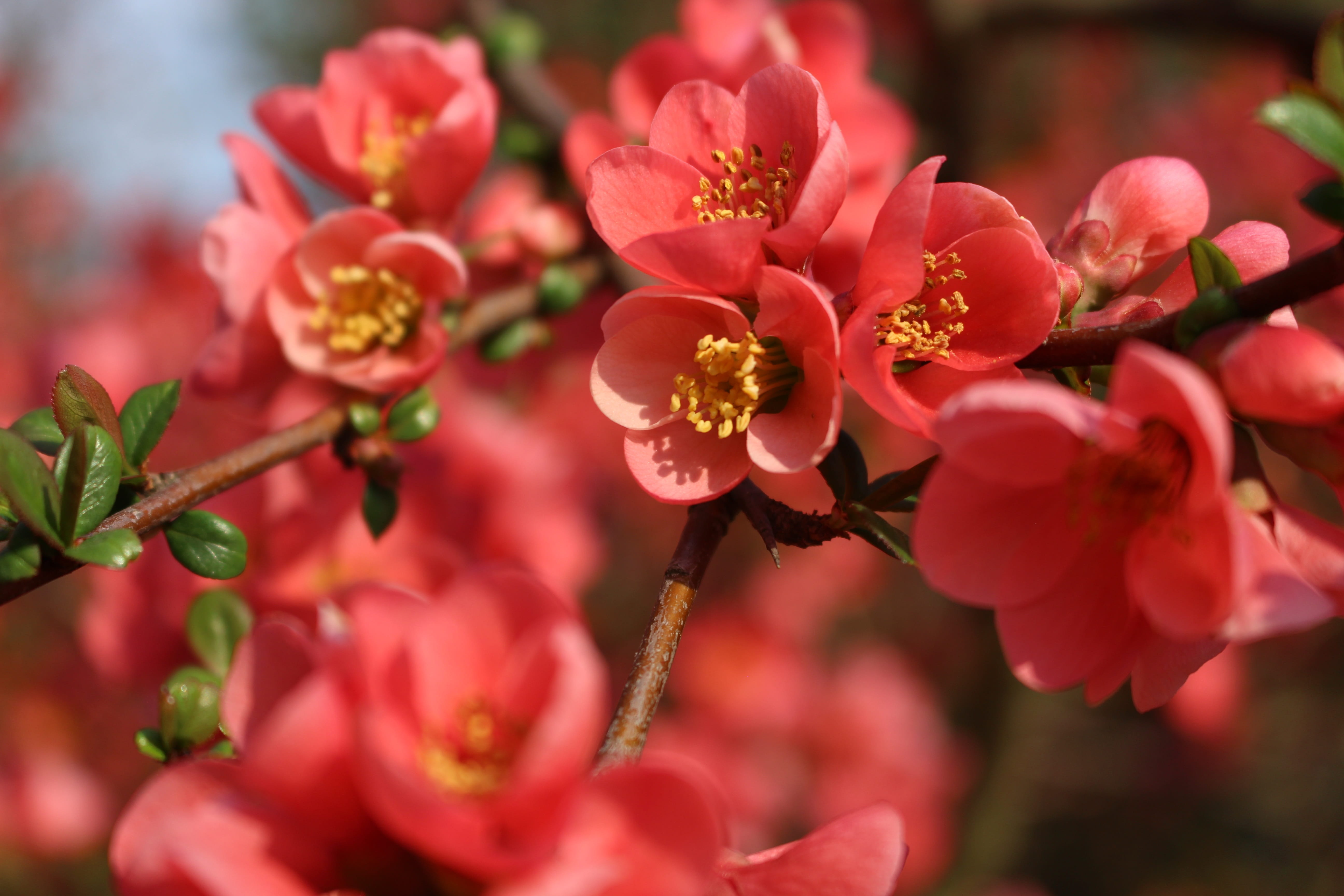 branch, red, petal, beauty in nature, inflorescence, day, flowering plant, garden, flora, growth, cherry blossom, focus on foreground, plant, luckašnytr, HD Wallpaper