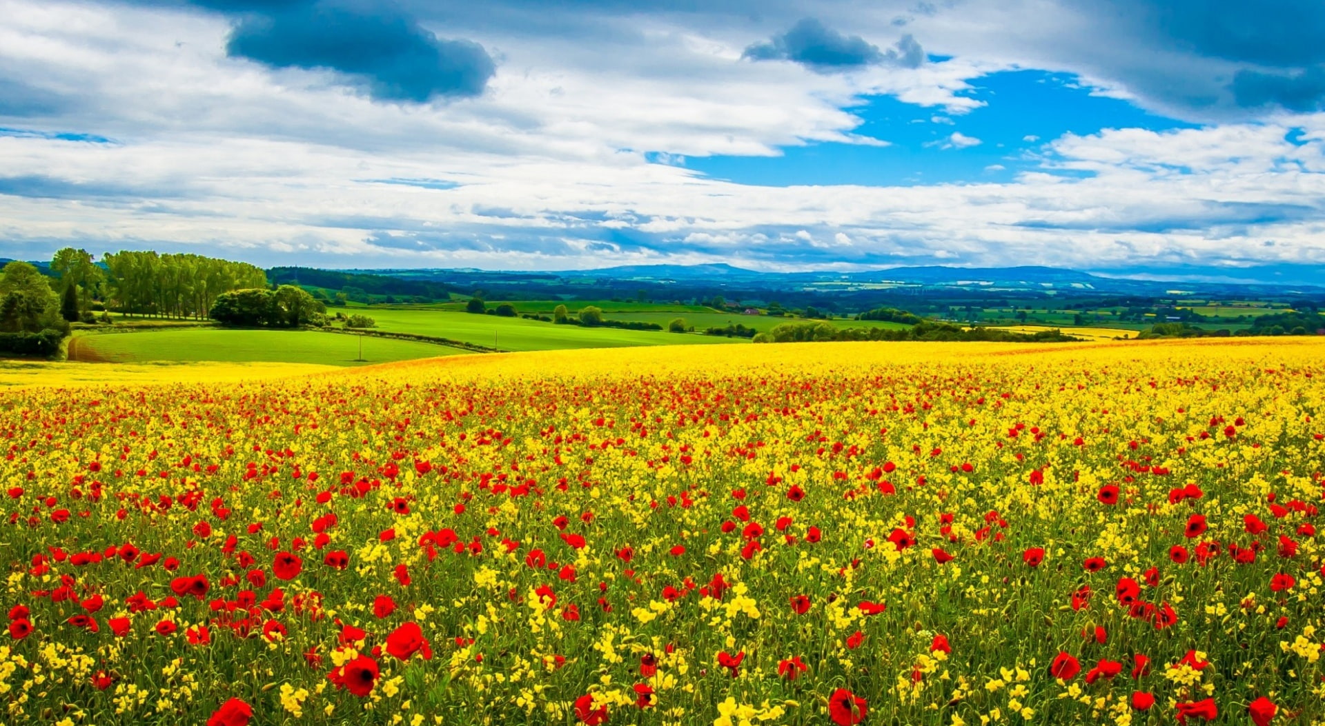 bed, growth, cloud - sky, nice weather, freshness, multi colored, vibrant color, Nice, Seasons, flower, tranquil scene, Field, Landscape, blue sky, springtime, HD Wallpaper
