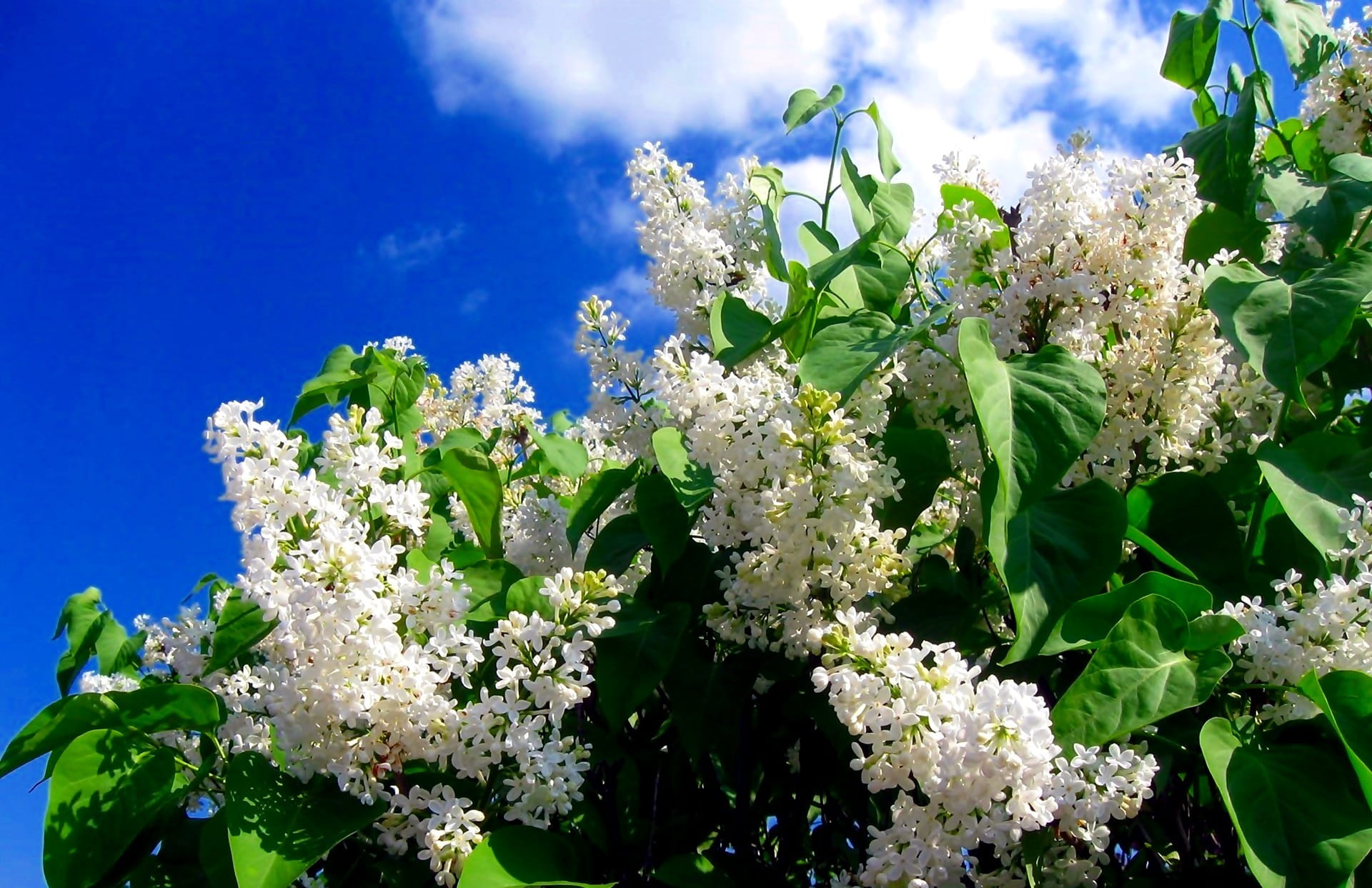 Spring, without, sunlight, vulnerability, Flowers, sky, freshness, 1080P, outdoors, growth, leaf, low angle view, white color, nature, flower, plant, plant part, HD Wallpaper