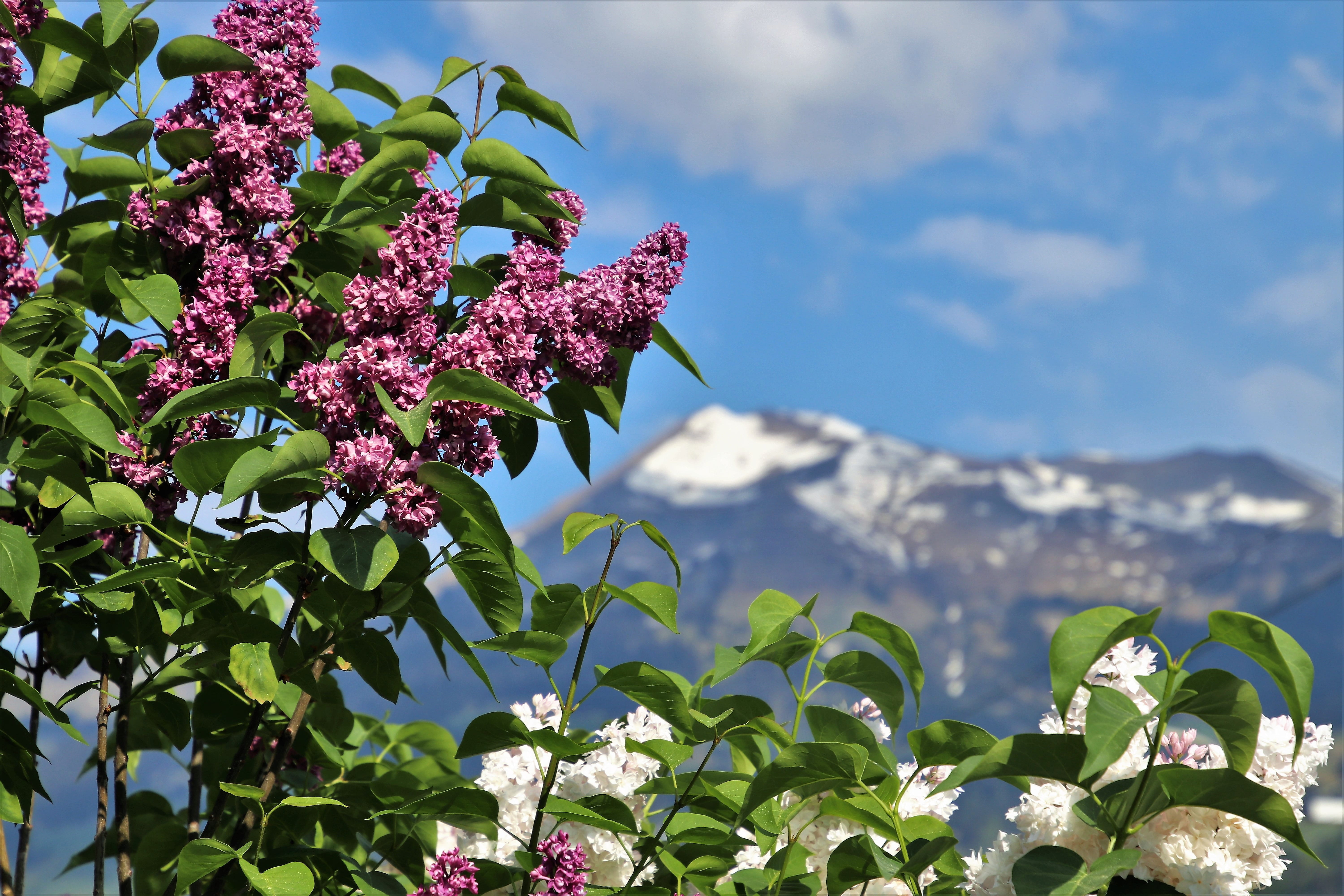 mountain, clouds, flowering, top view, sunrise, close-up, the sun, focus on foreground, bush, low angle view, blue sky, the prospect of, mood, lilac, freshness, HD Wallpaper