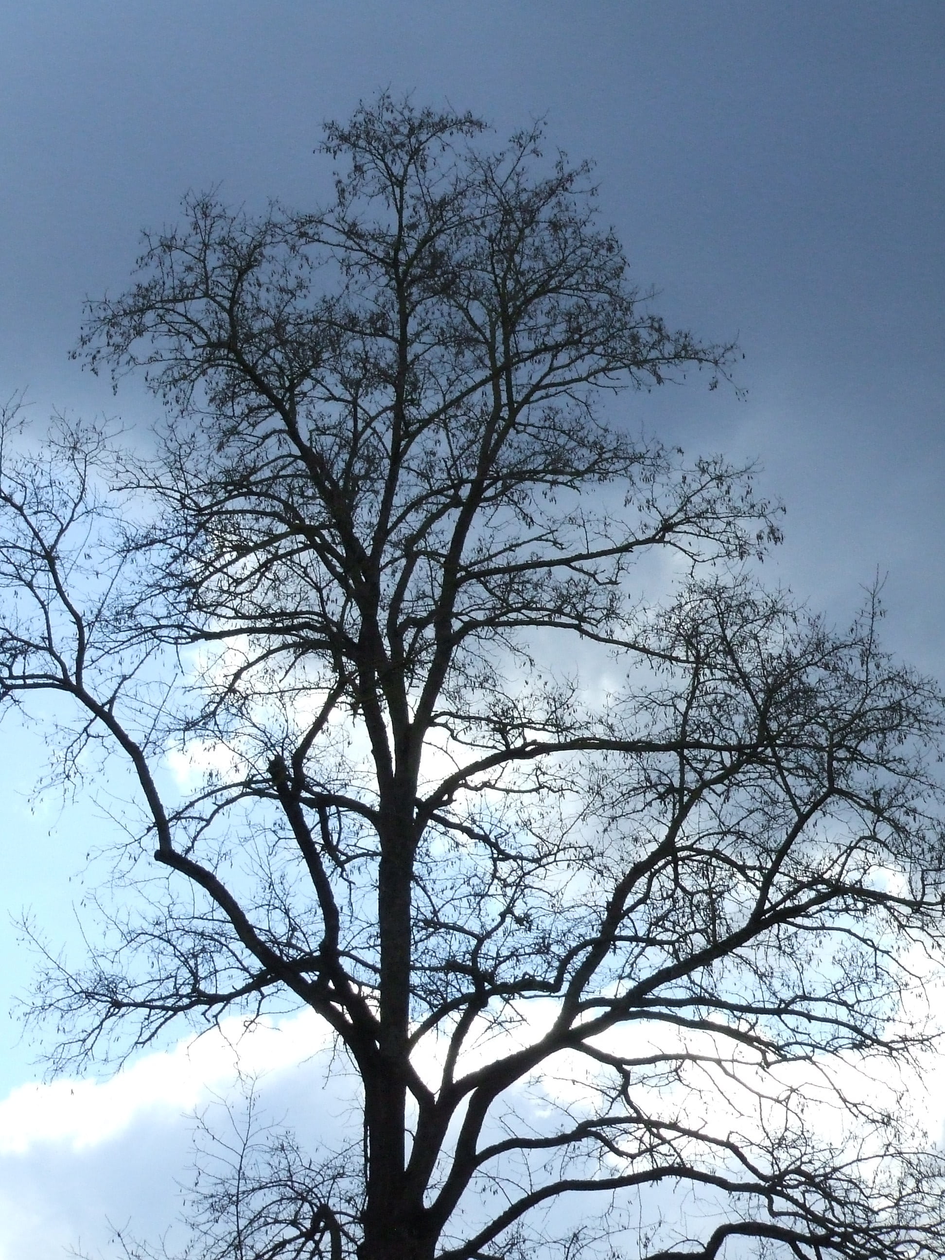 low angle view, cloud - sky, day, atmosphere, no people, nature, trunk, tree without leaves, tranquil scene, plant, tree canopy, winterlicher tree, growth, Phone HD Wallpaper