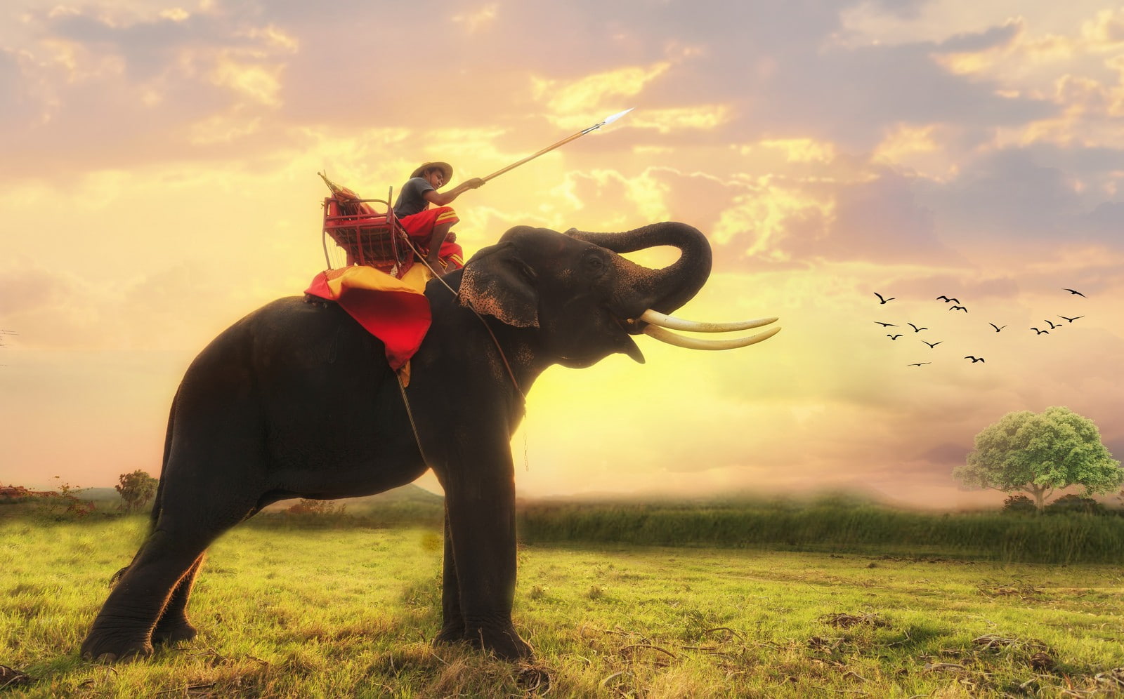 720P, elephant, Thailand, animals, HD Wallpaper