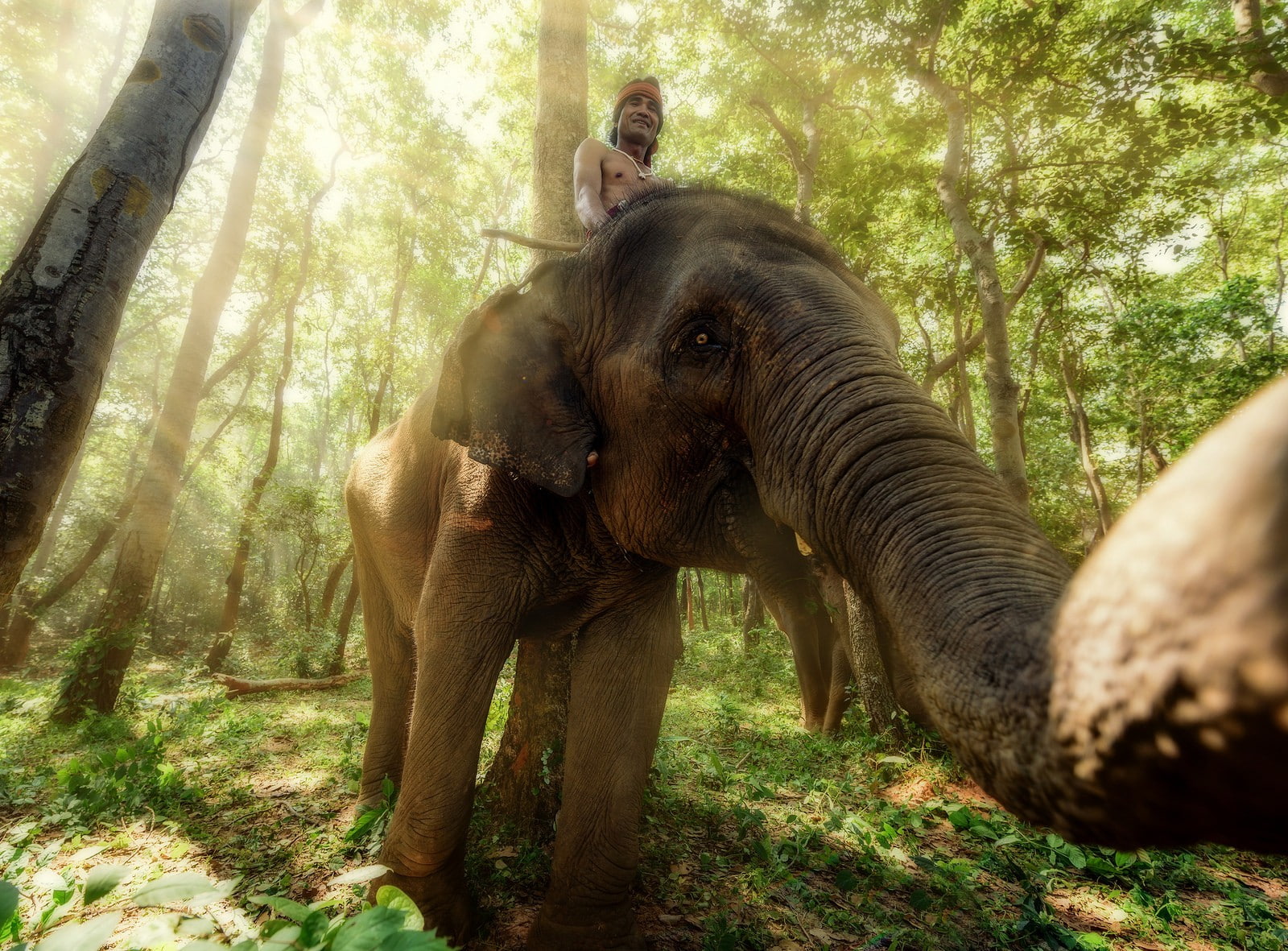 forest, outdoors, animals, animals in the wild, no people, tree, elephant, vertebrate, 720P, herbivorous, nature, animal, animal wildlife, animal themes, HD Wallpaper
