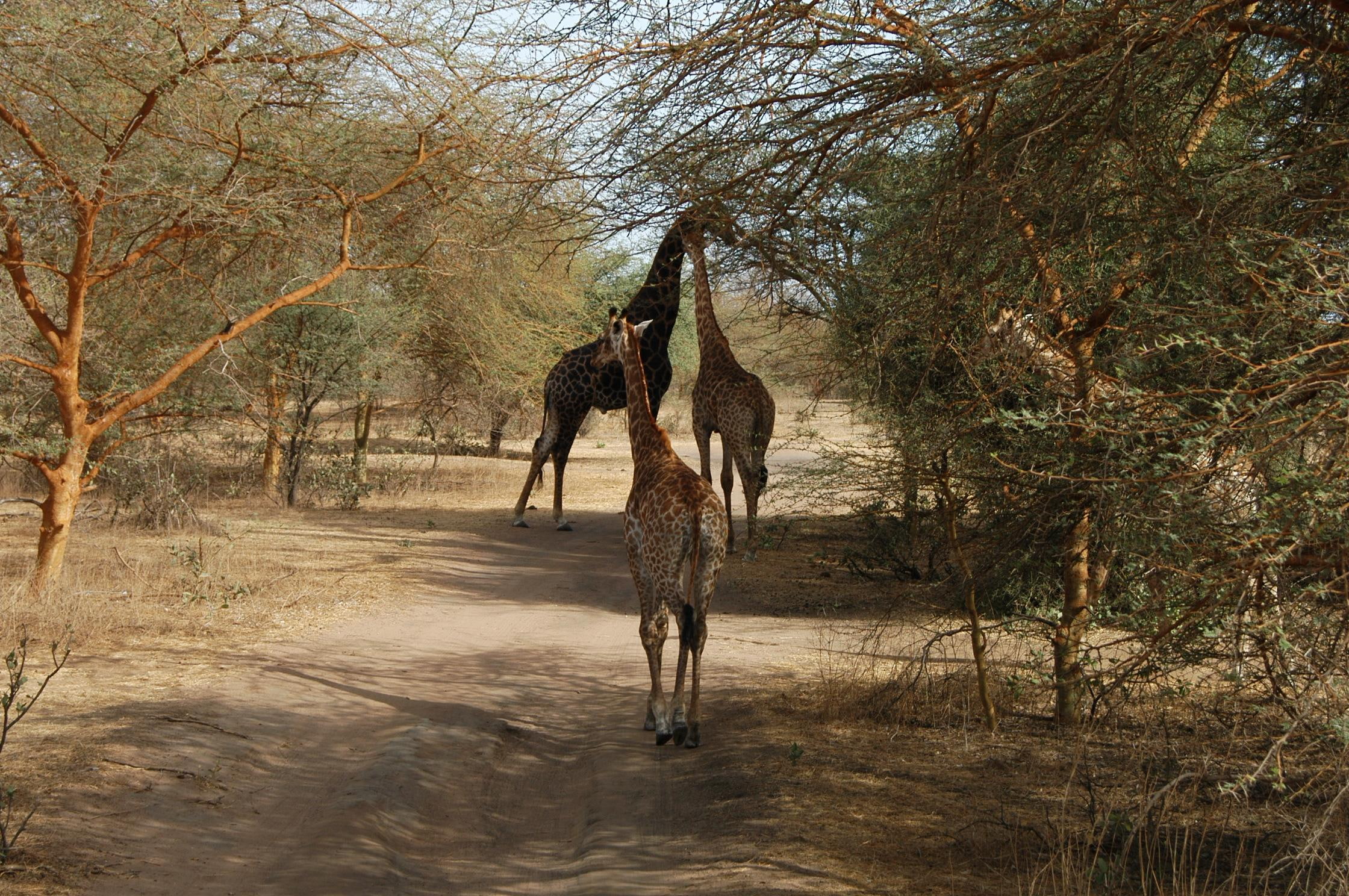 senegal, 1080P, animals, girafes, bandia, bia, eric berluteau, HD Wallpaper